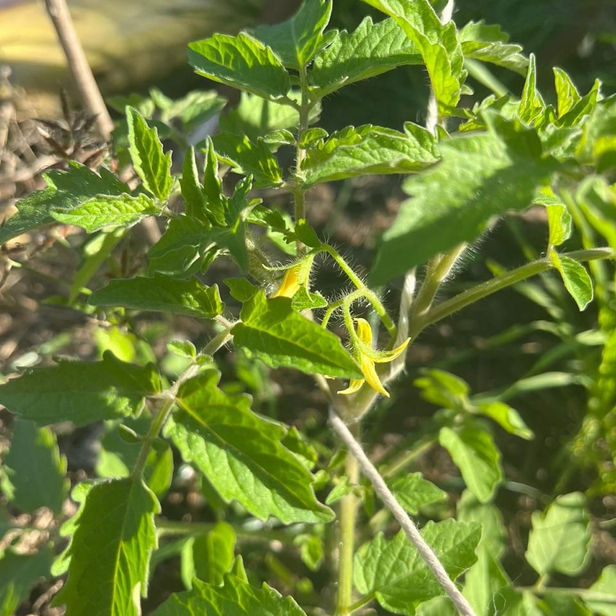 Tomato, community garden.