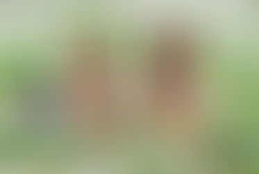 Free Dog Training Tips and How They Can be Useful