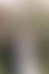 bride and groom kissing in front of olive tree