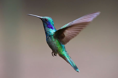 Kontakt Leonie Walther Kolibri