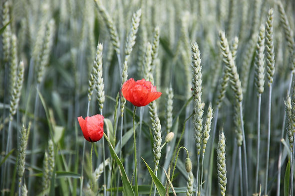 Ganzheitliches Coaching Mohnblumen auf einem Kornfeld