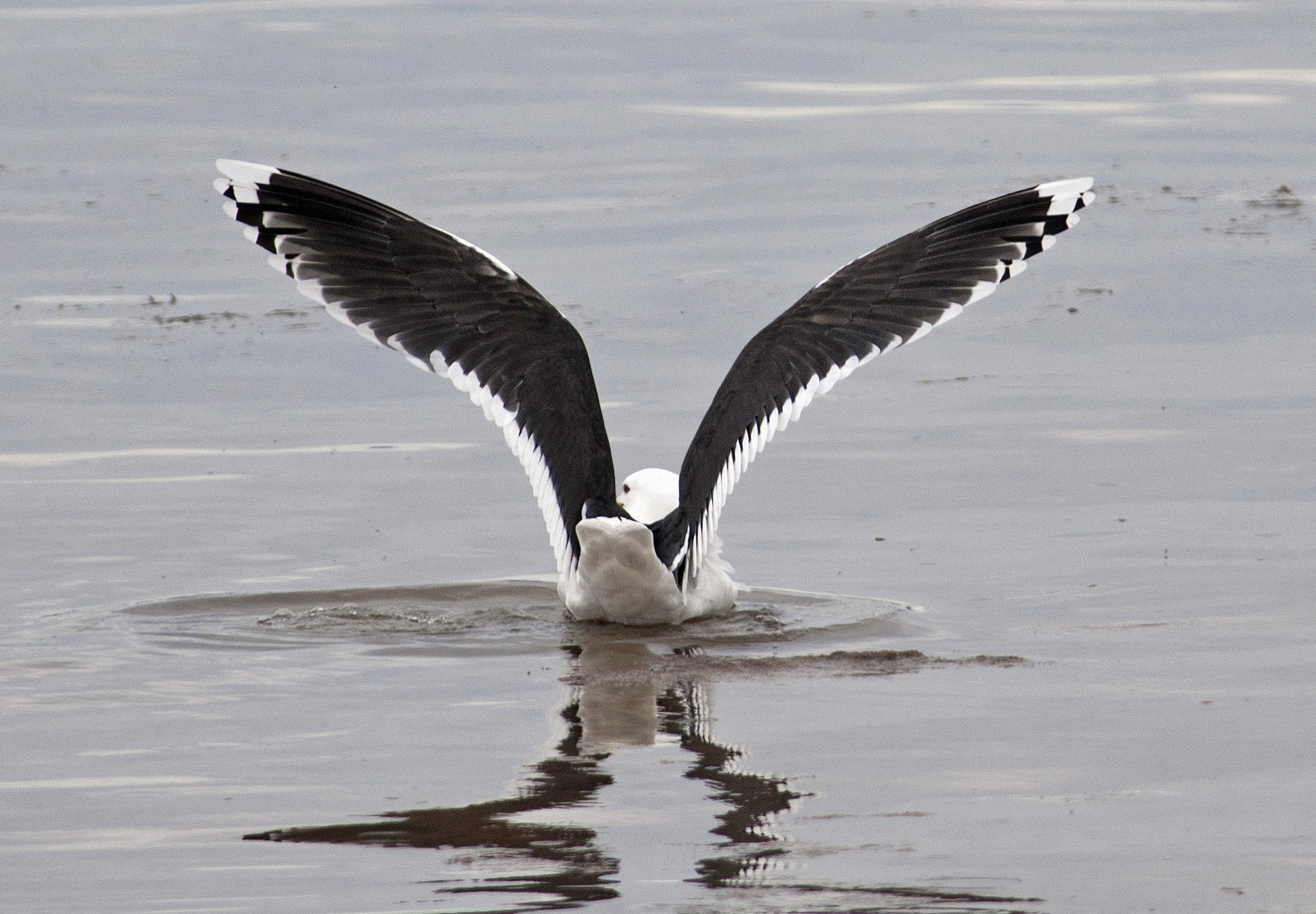 Havstrut