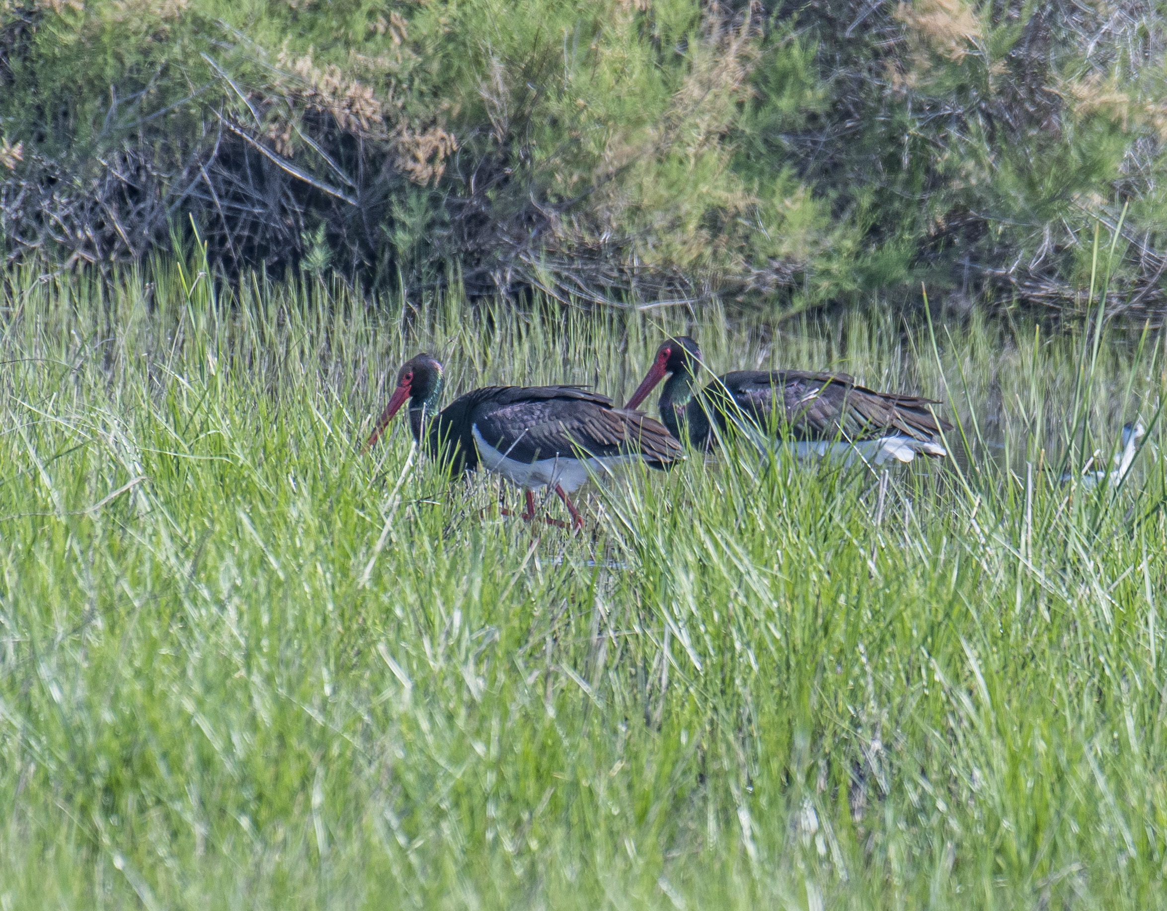 Svart stork