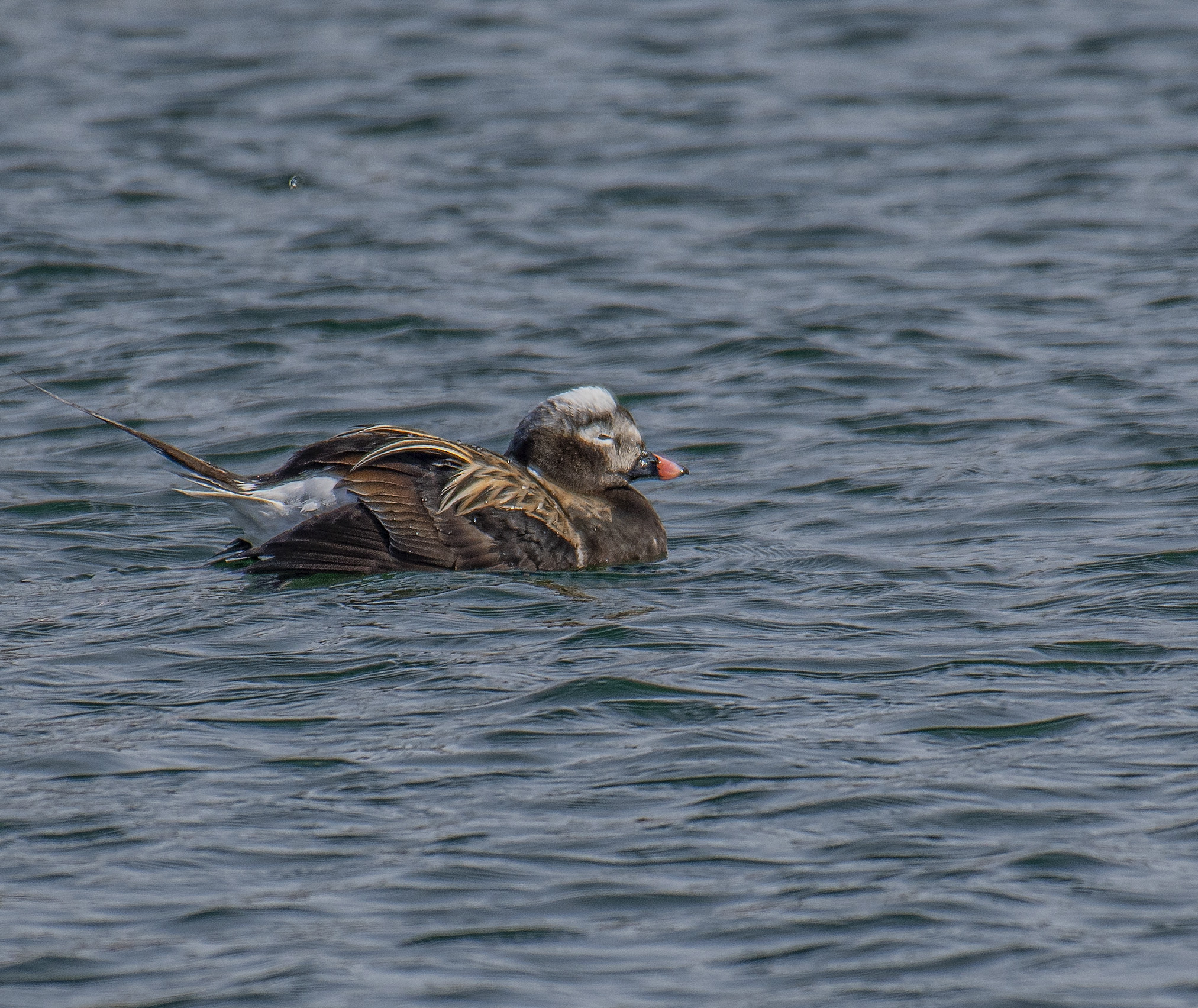 Alfågel, ha/Long-tailed Duck, male