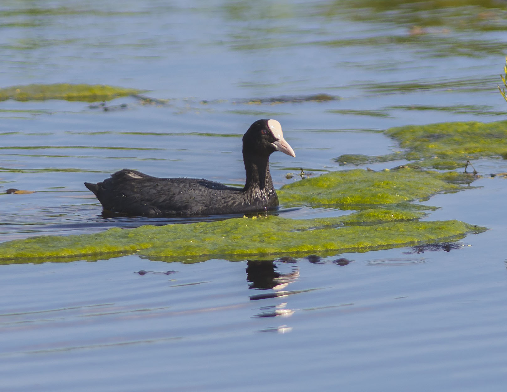 Sothöna, adult