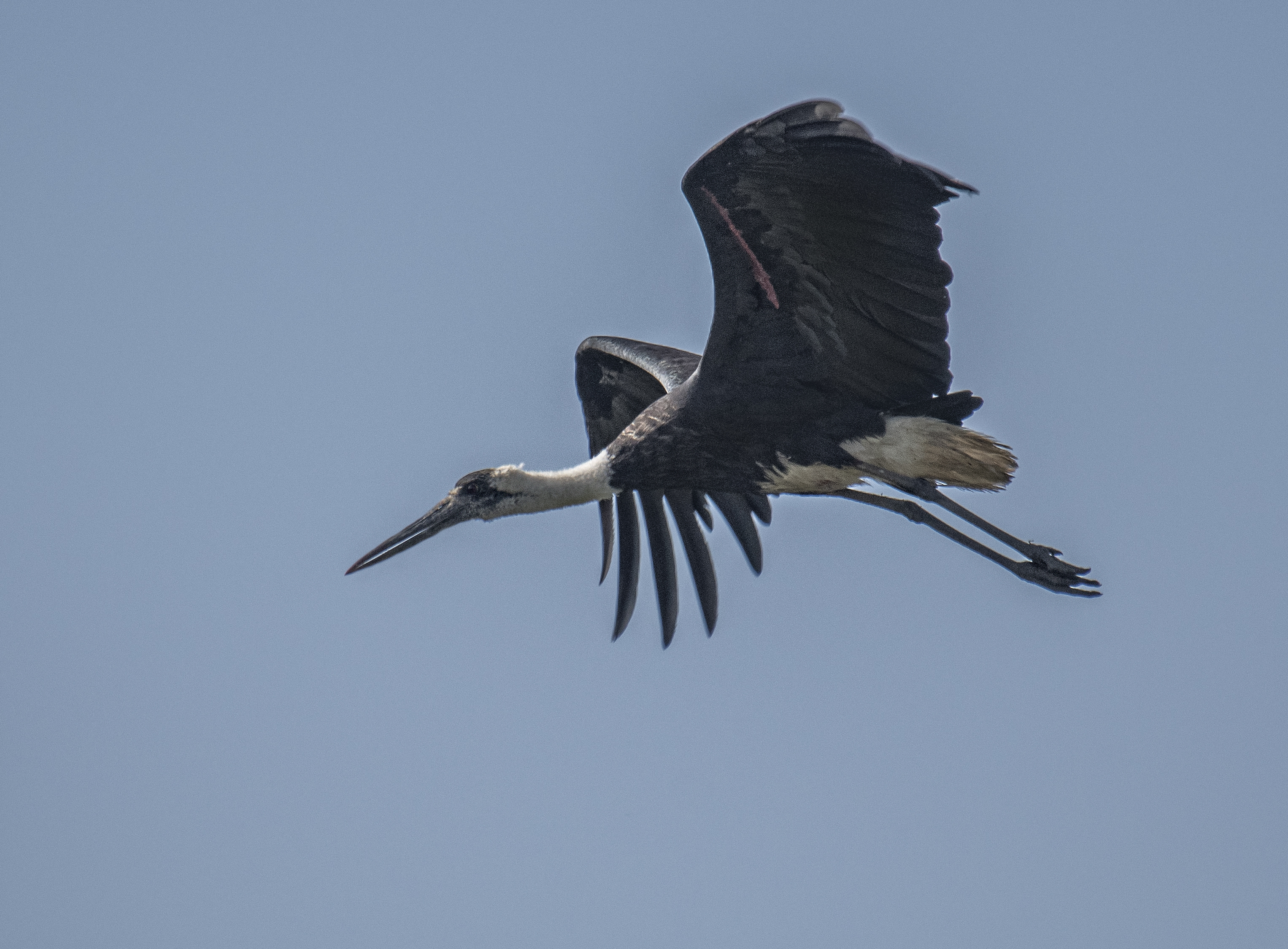 Ullhalsstork