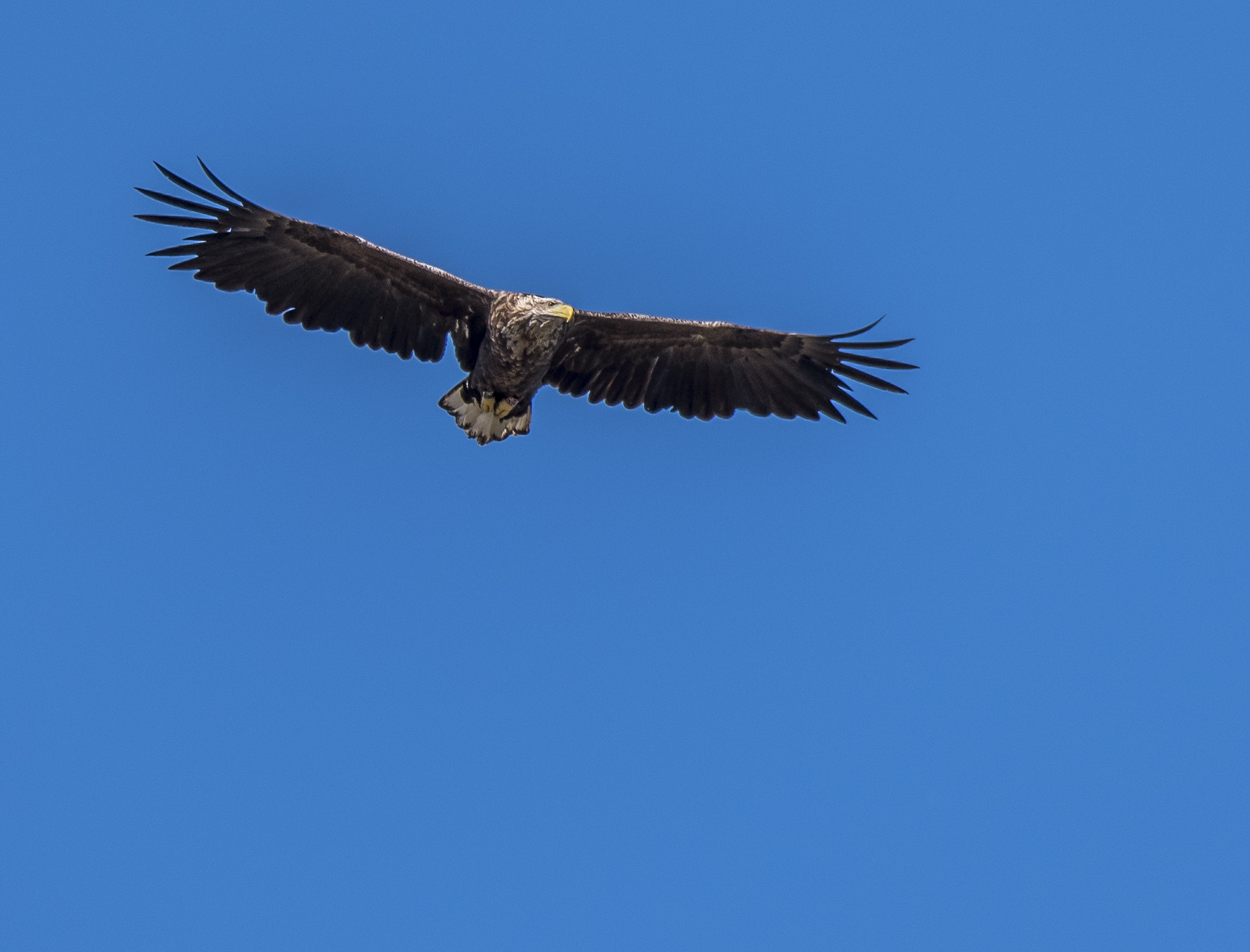 Havsörn, subadult
