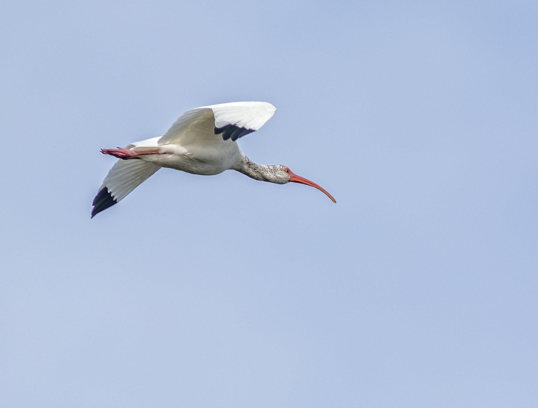 Vit ibis