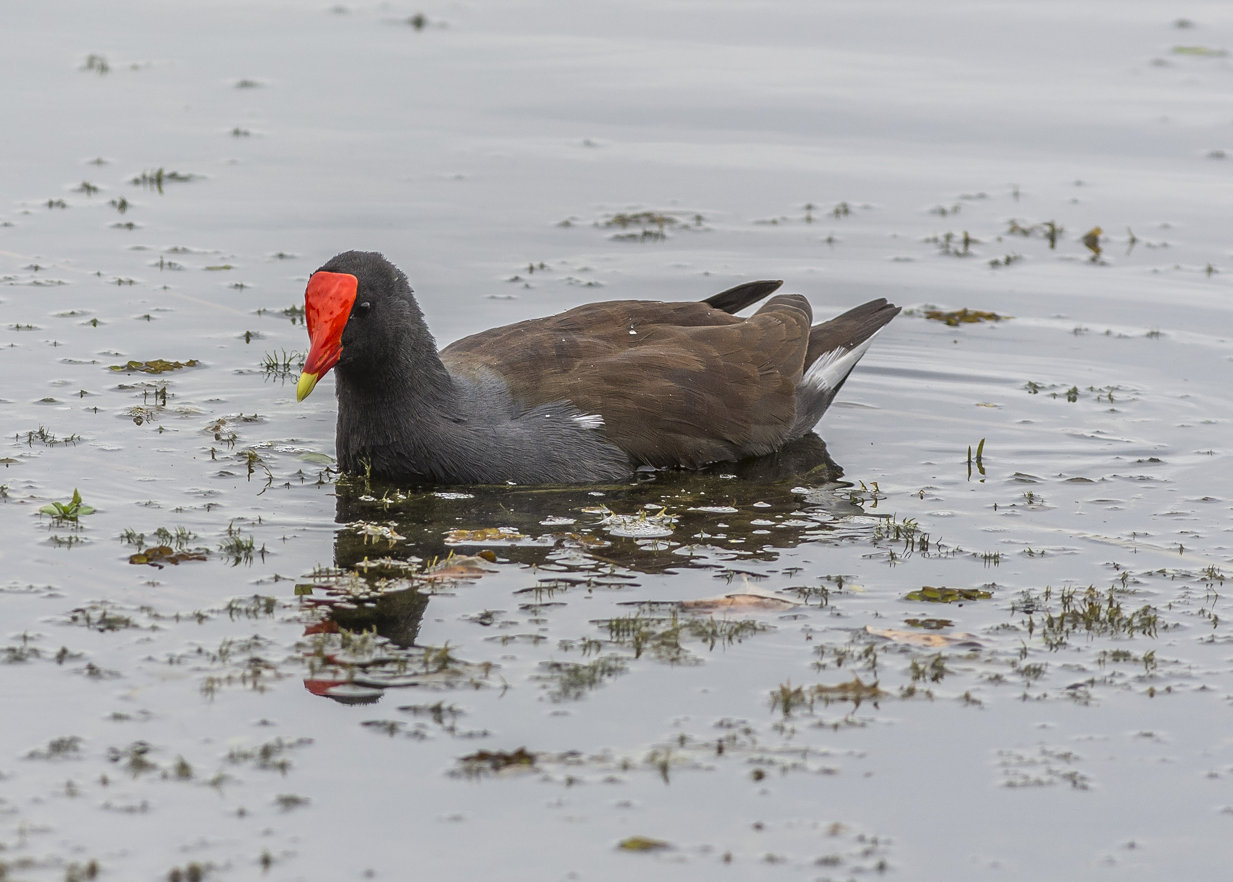 Rörhöna, adult