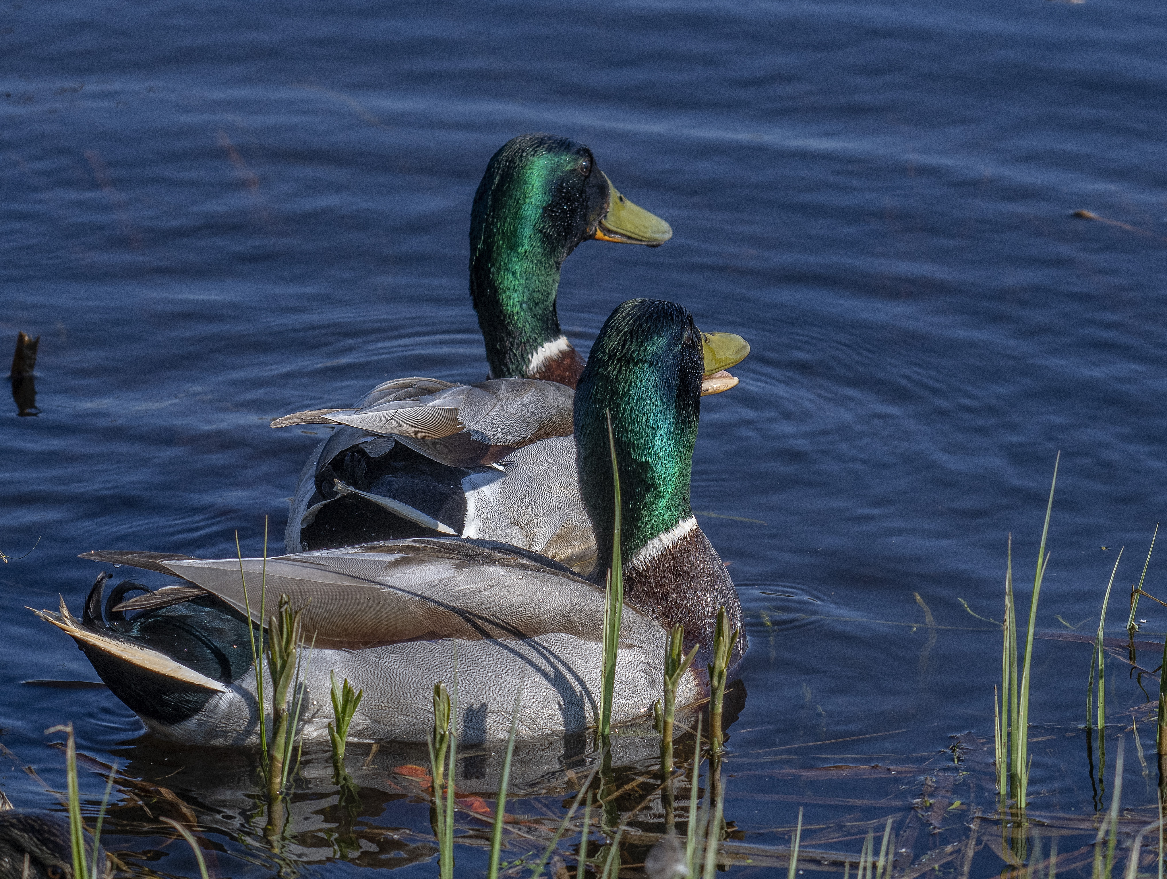 Gräsand, ha/Mallard, male