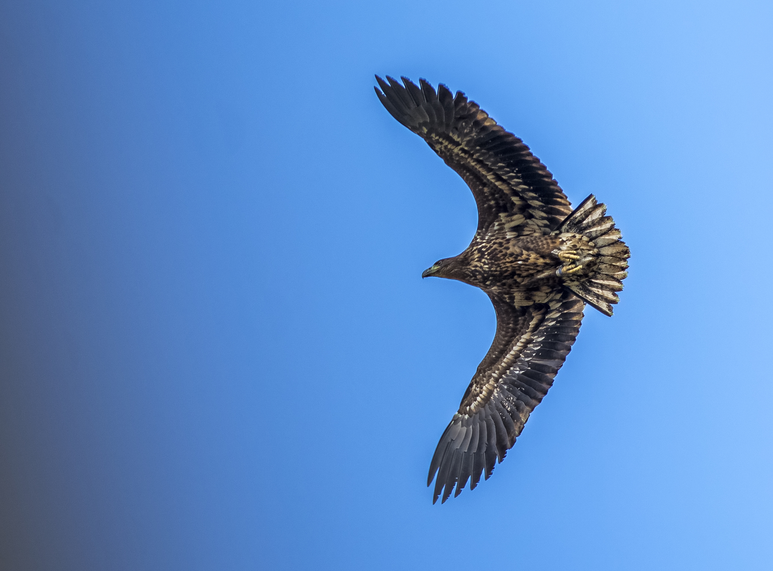 Havsörn, subadult