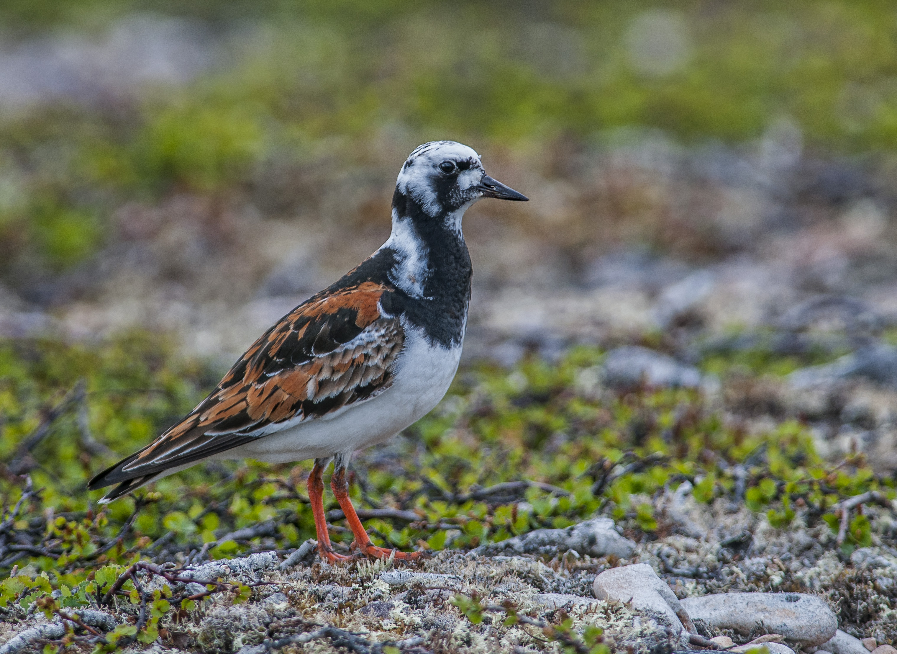 Roskarl, adult