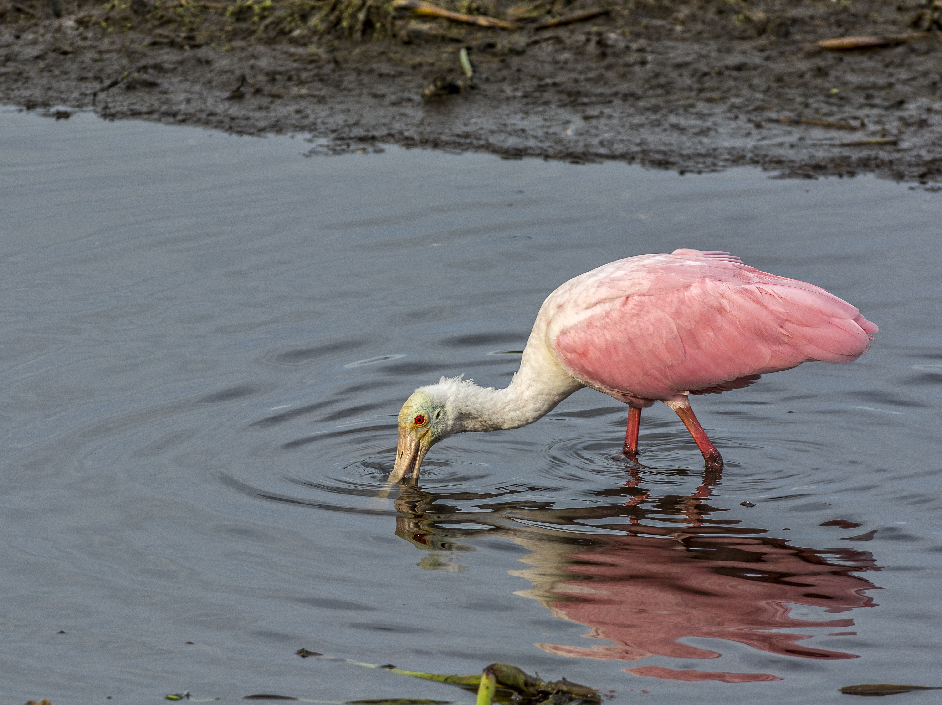 Rosenskedstork