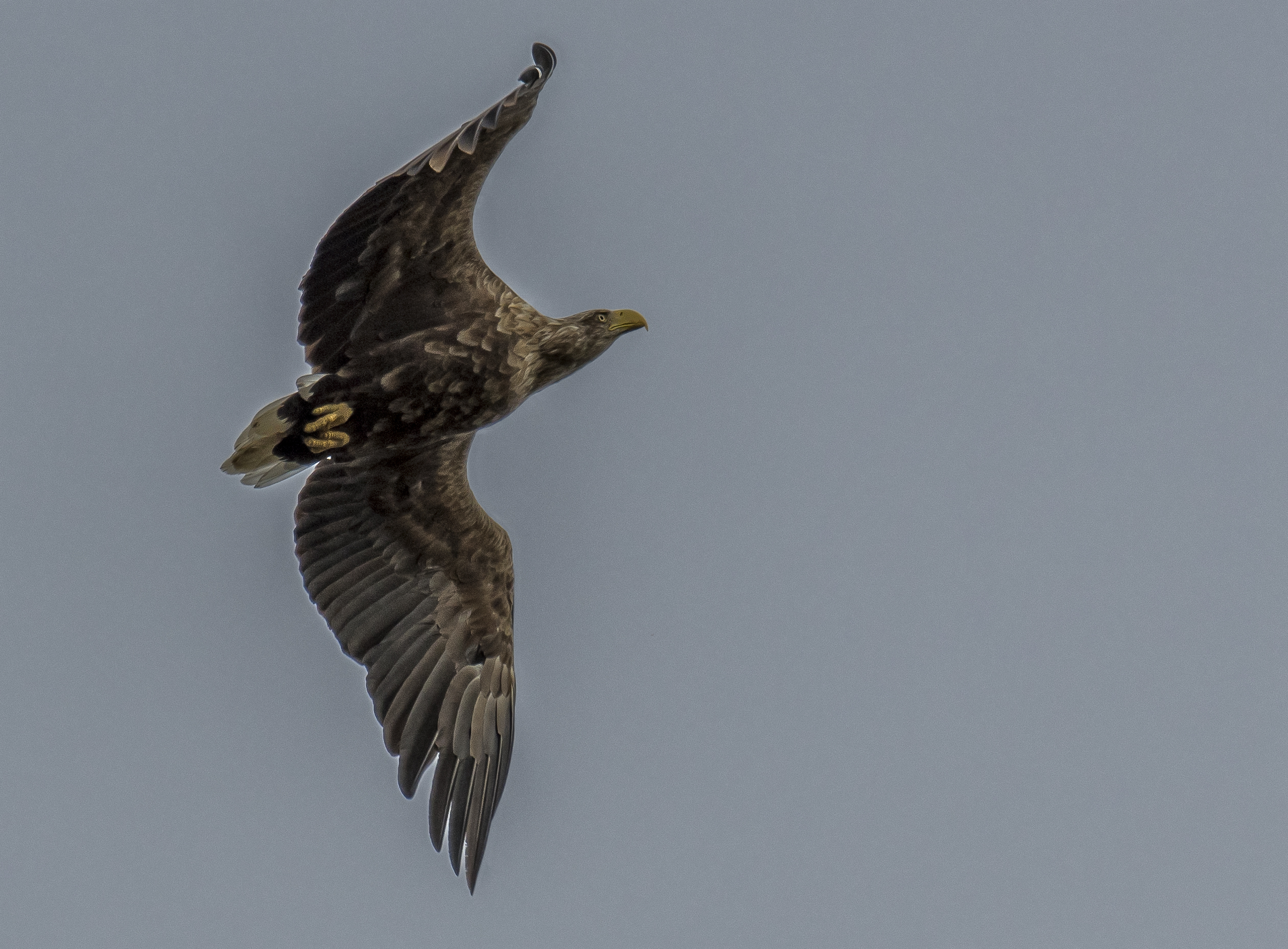 Havsörn, subadult