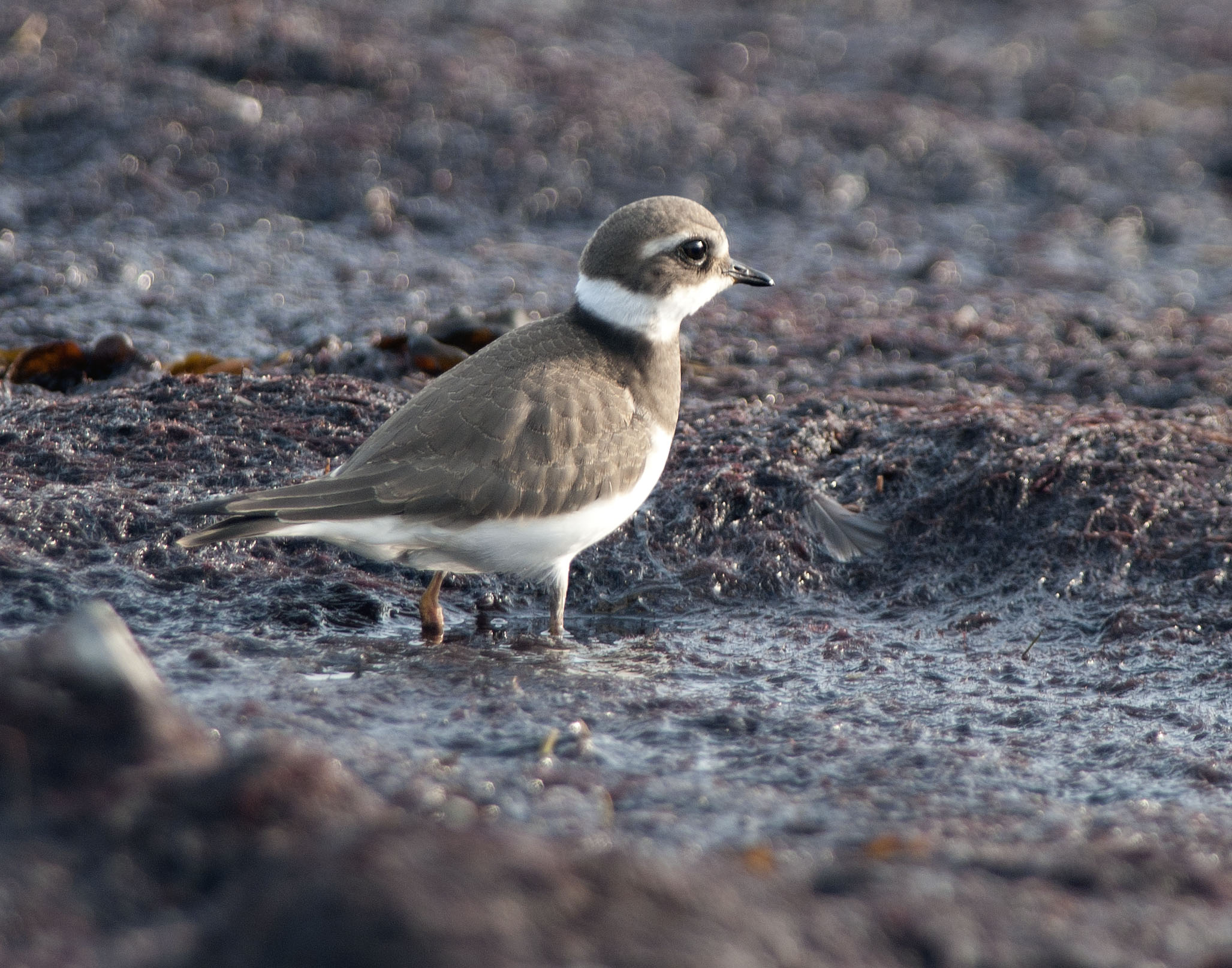 Större strandpipare, juvenil