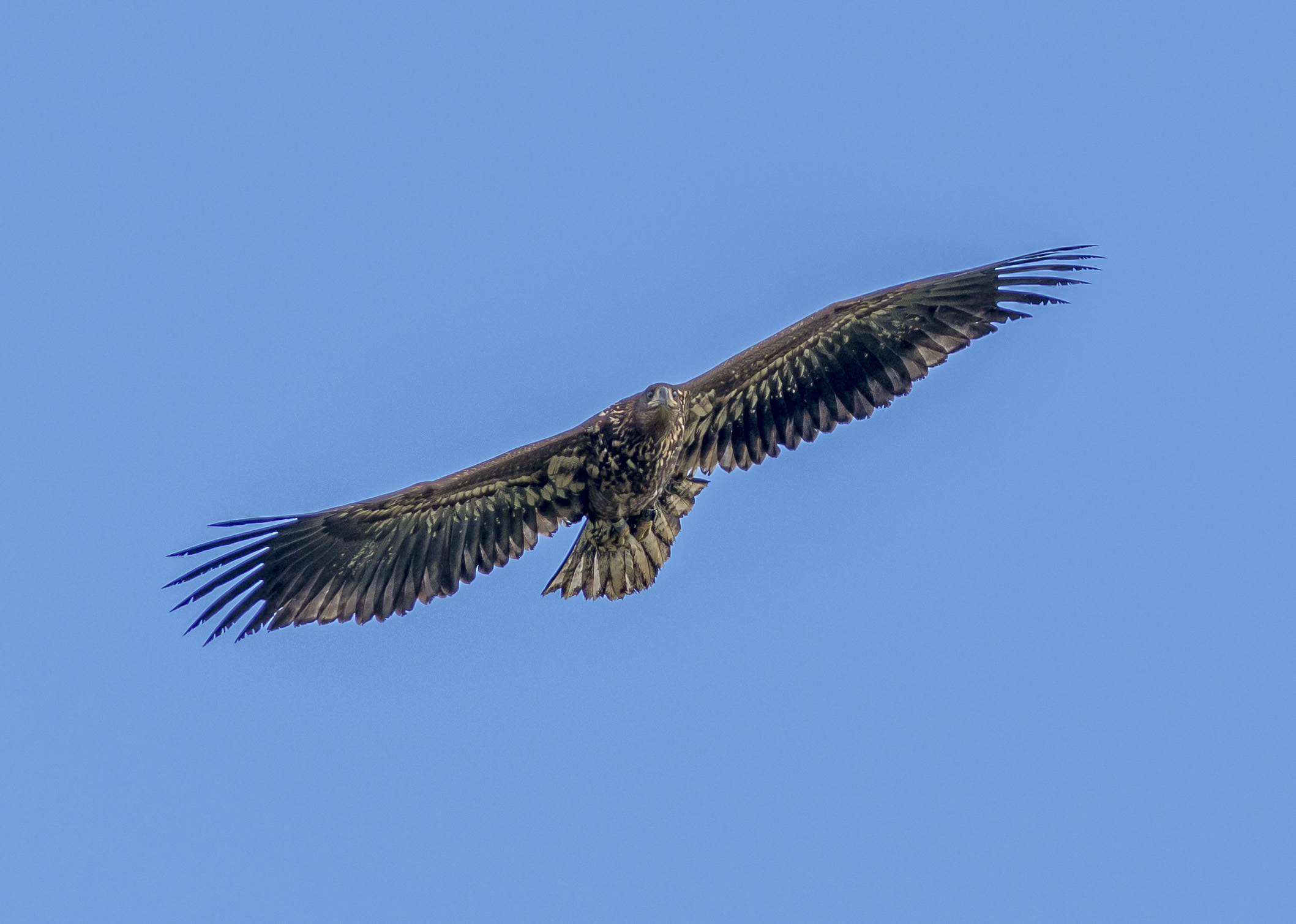 Havsörn, subadult