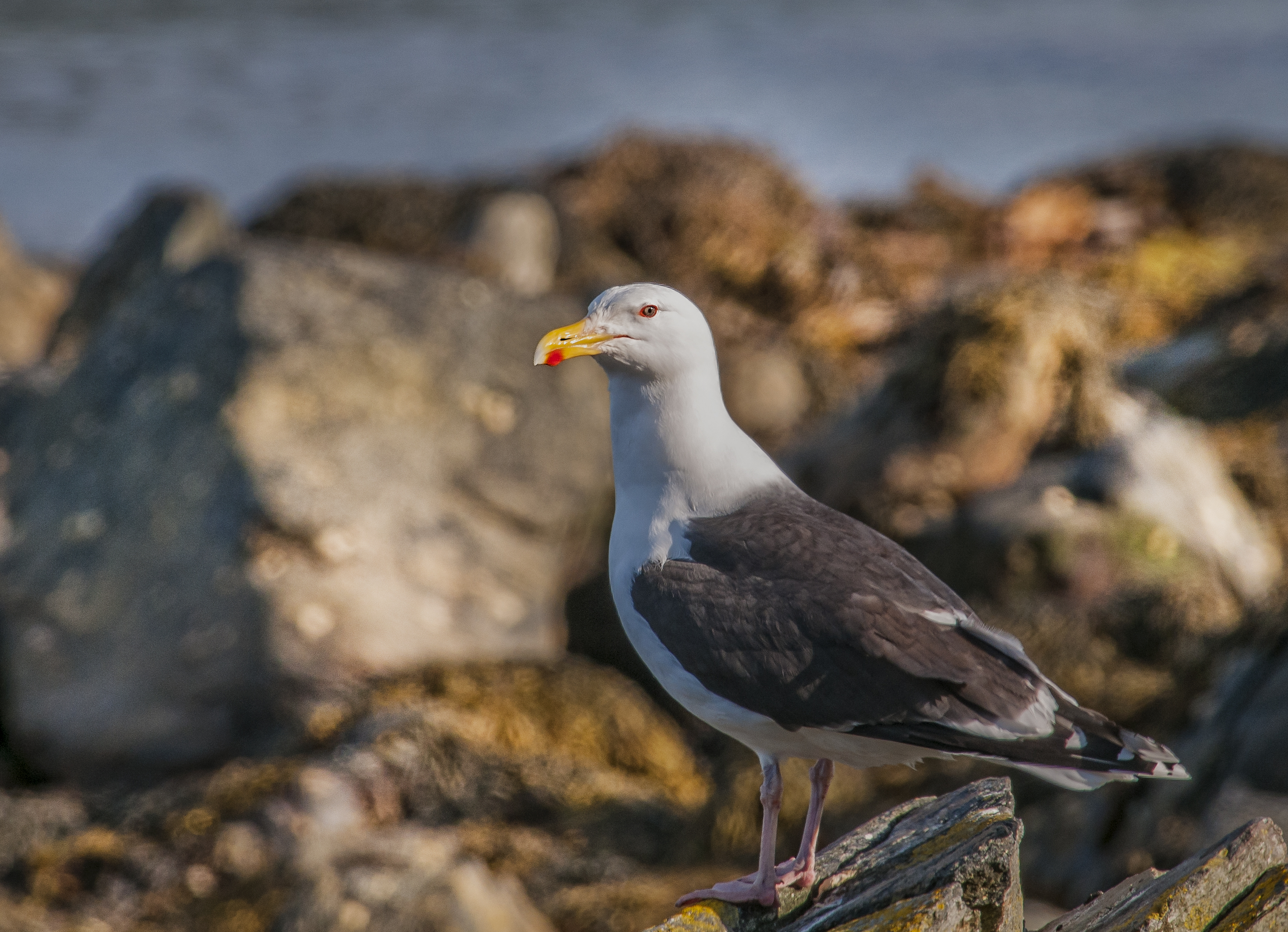 Havstrut