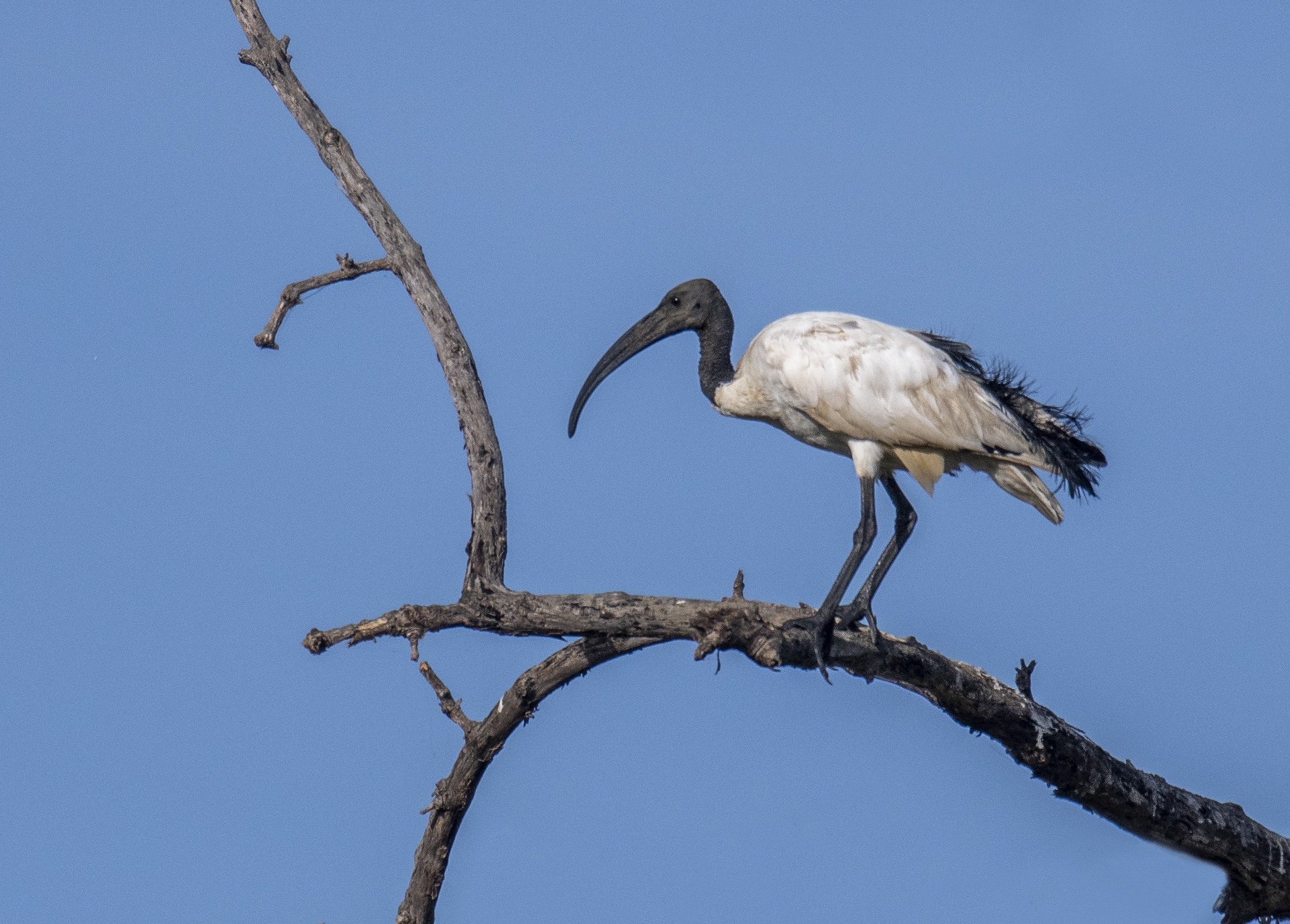 Helig ibis