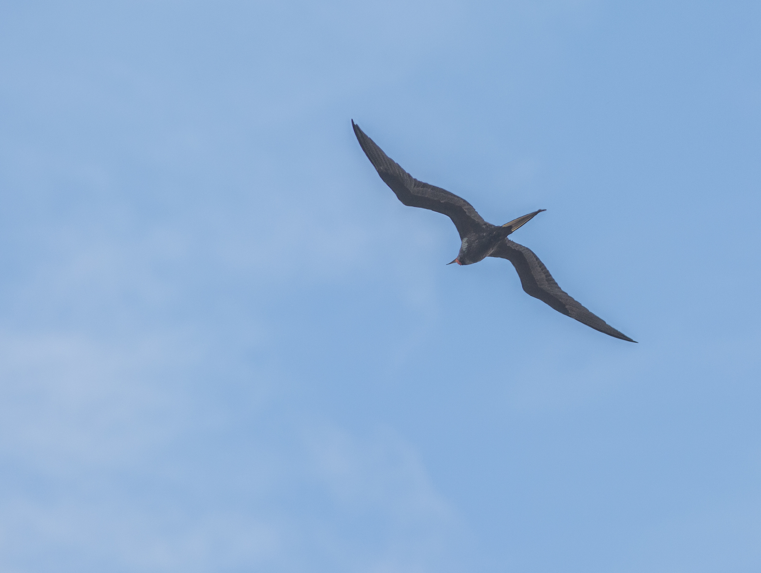 Större fregattfågel, adult