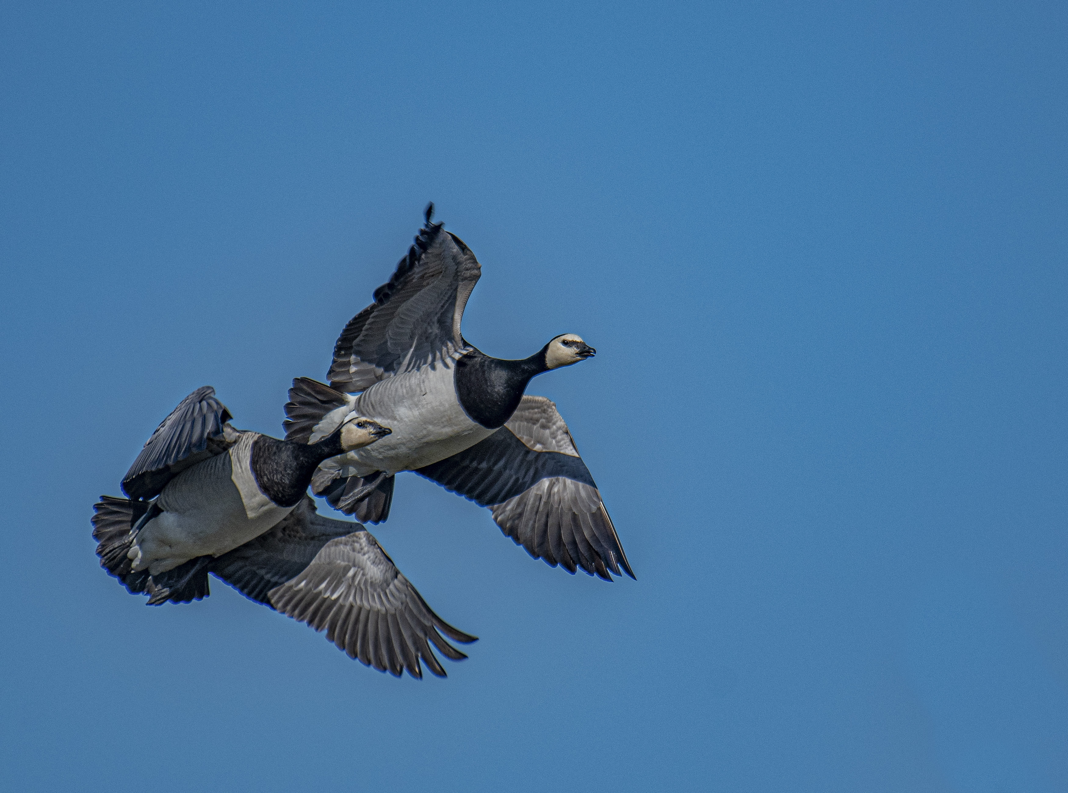 Vitkindad gås/Barnacle Goose