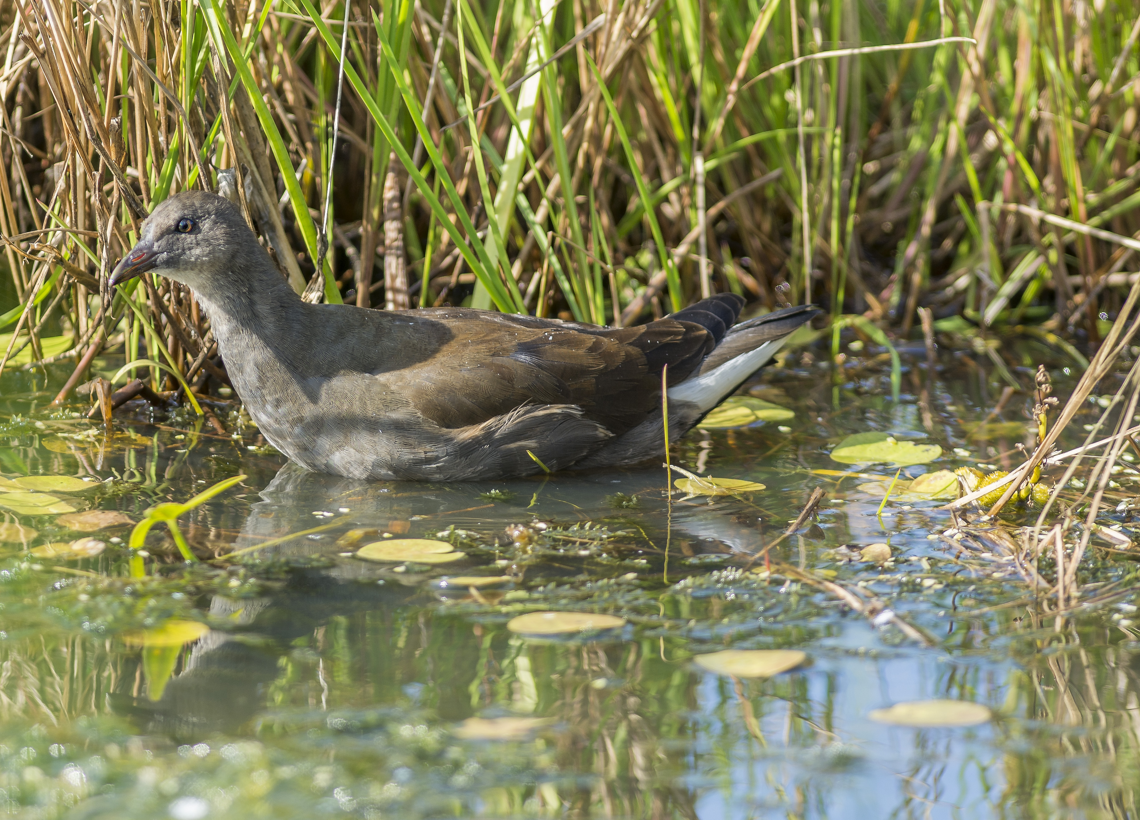 Rörhöna, juvenil