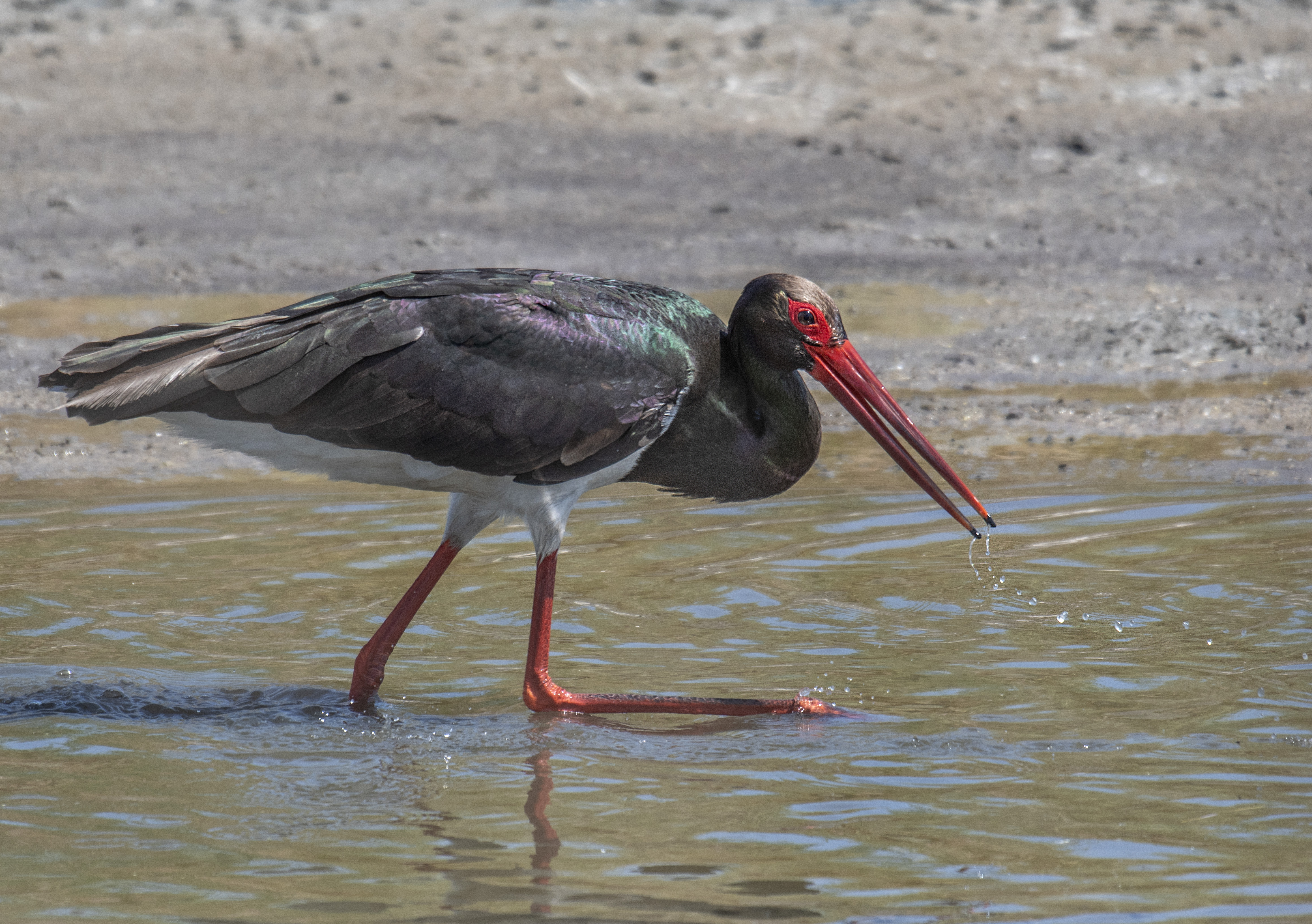 Svart stork