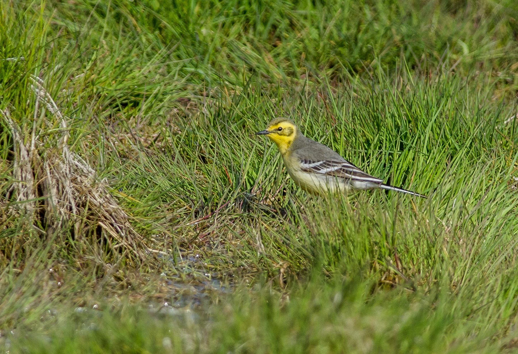 Citronärla, hona