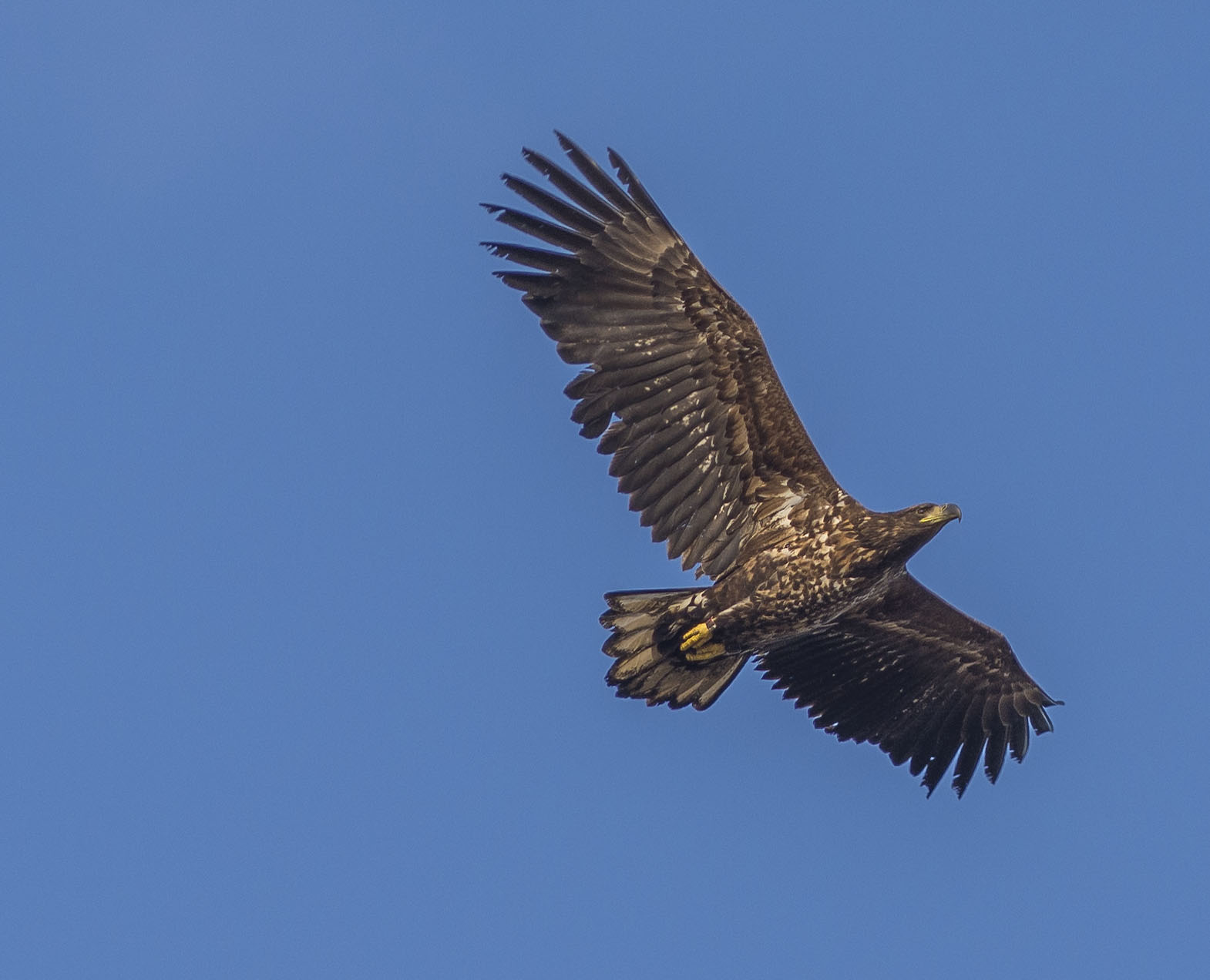 Havsörn, subadult