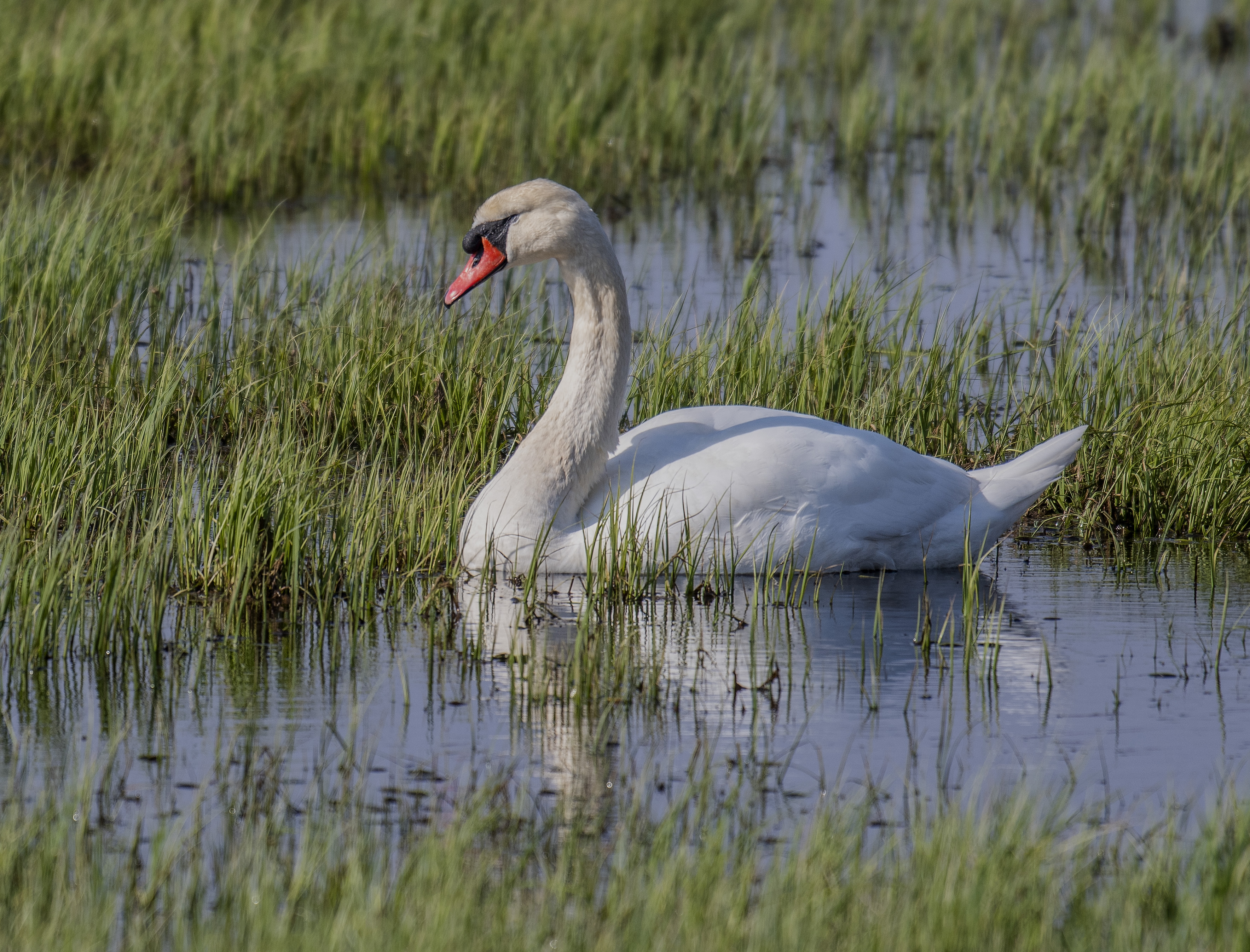Knölsvan/Mute Swan