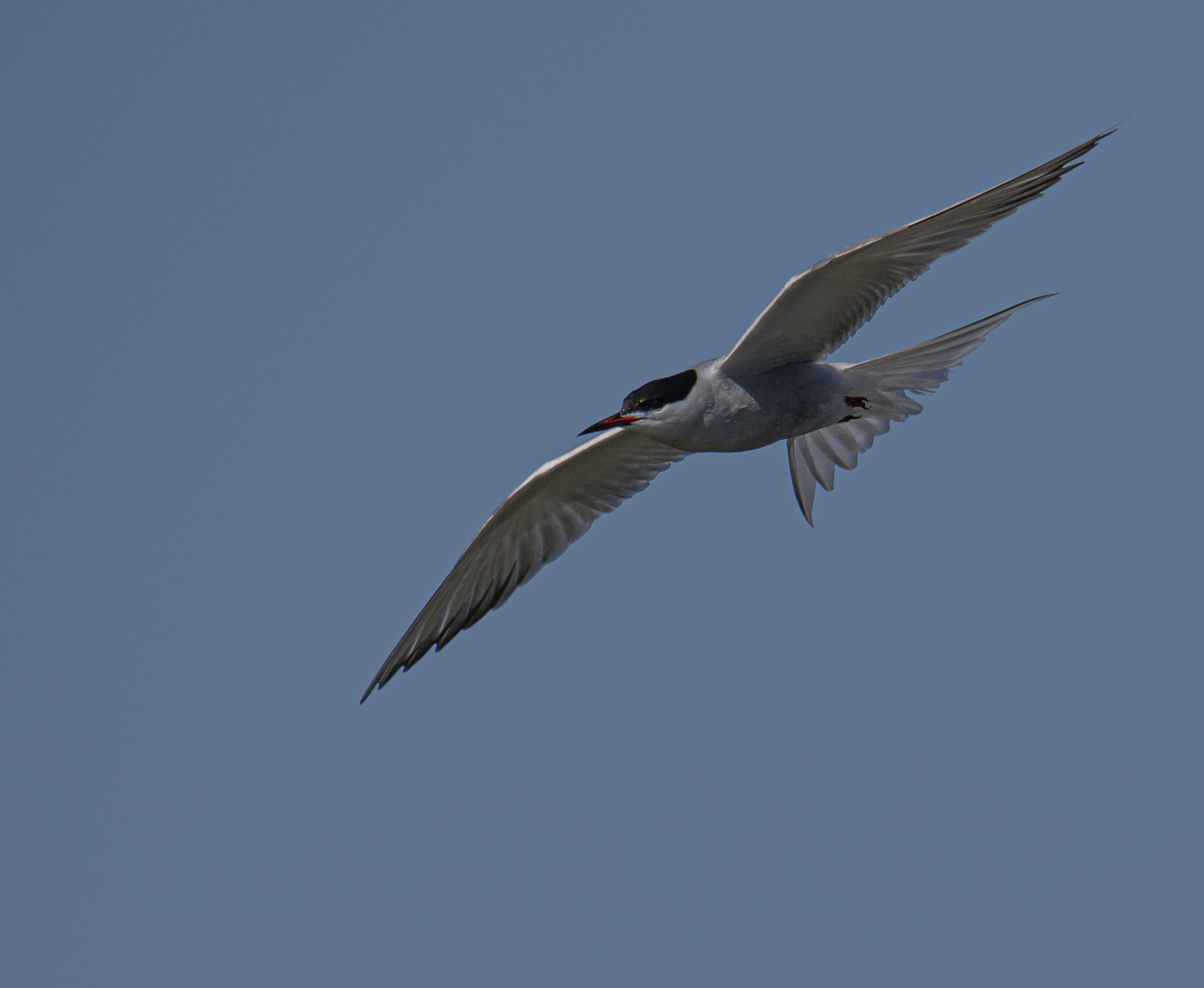 Fisktärna/Common Tern