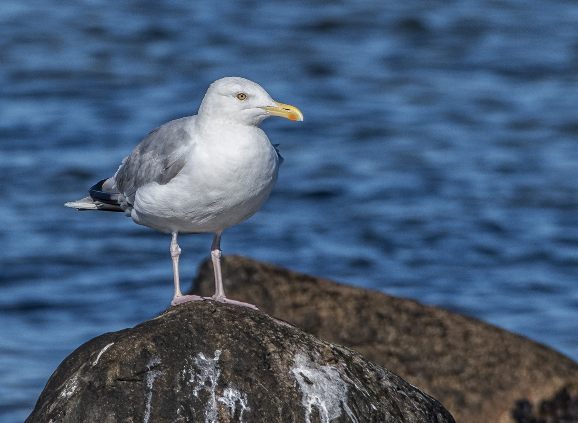 Gråtrut
