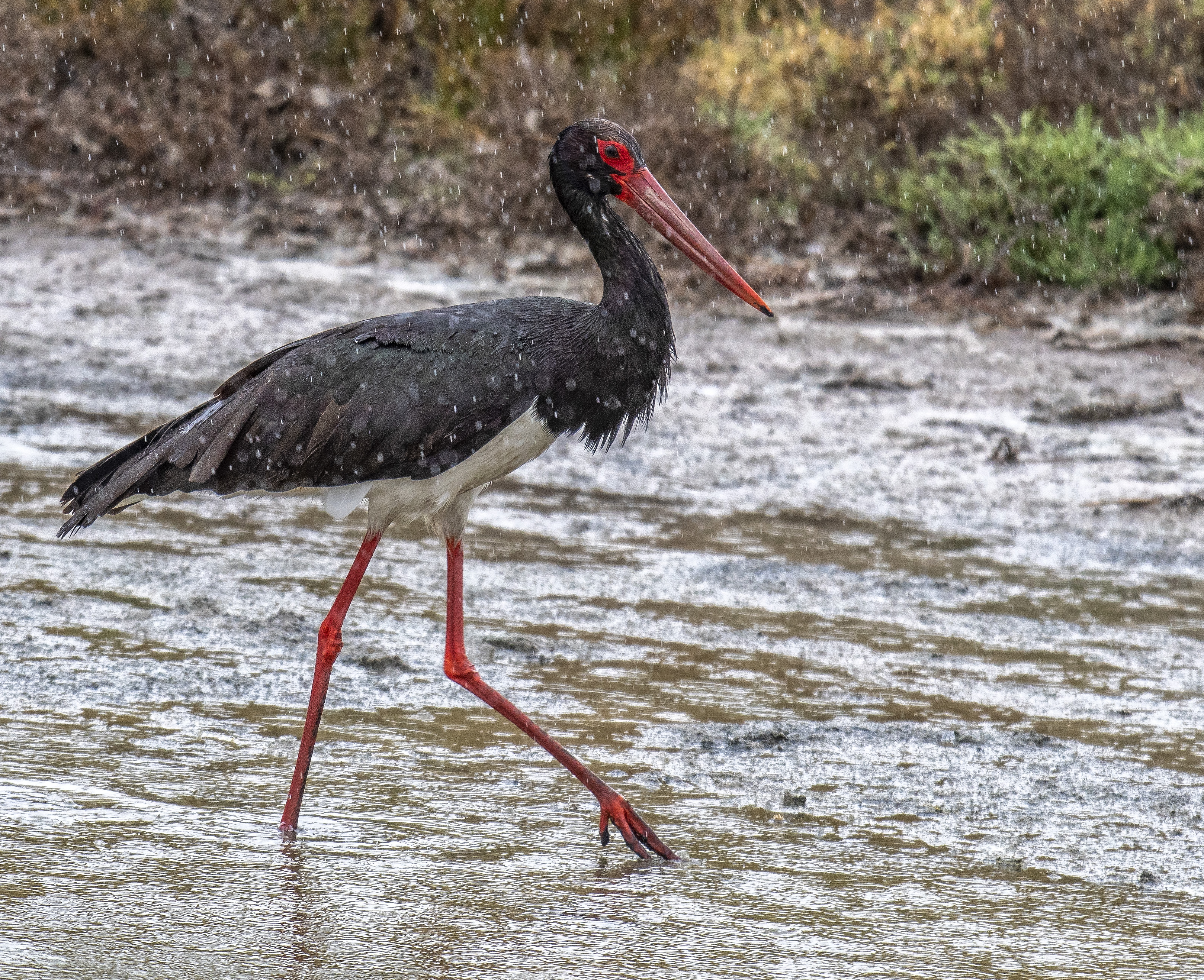 Svart stork