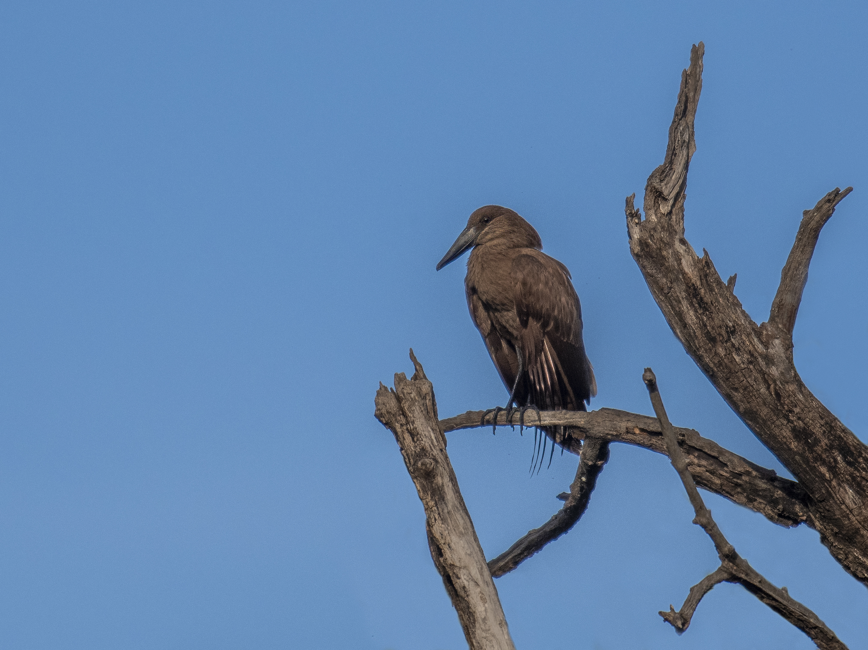 Skuggstork