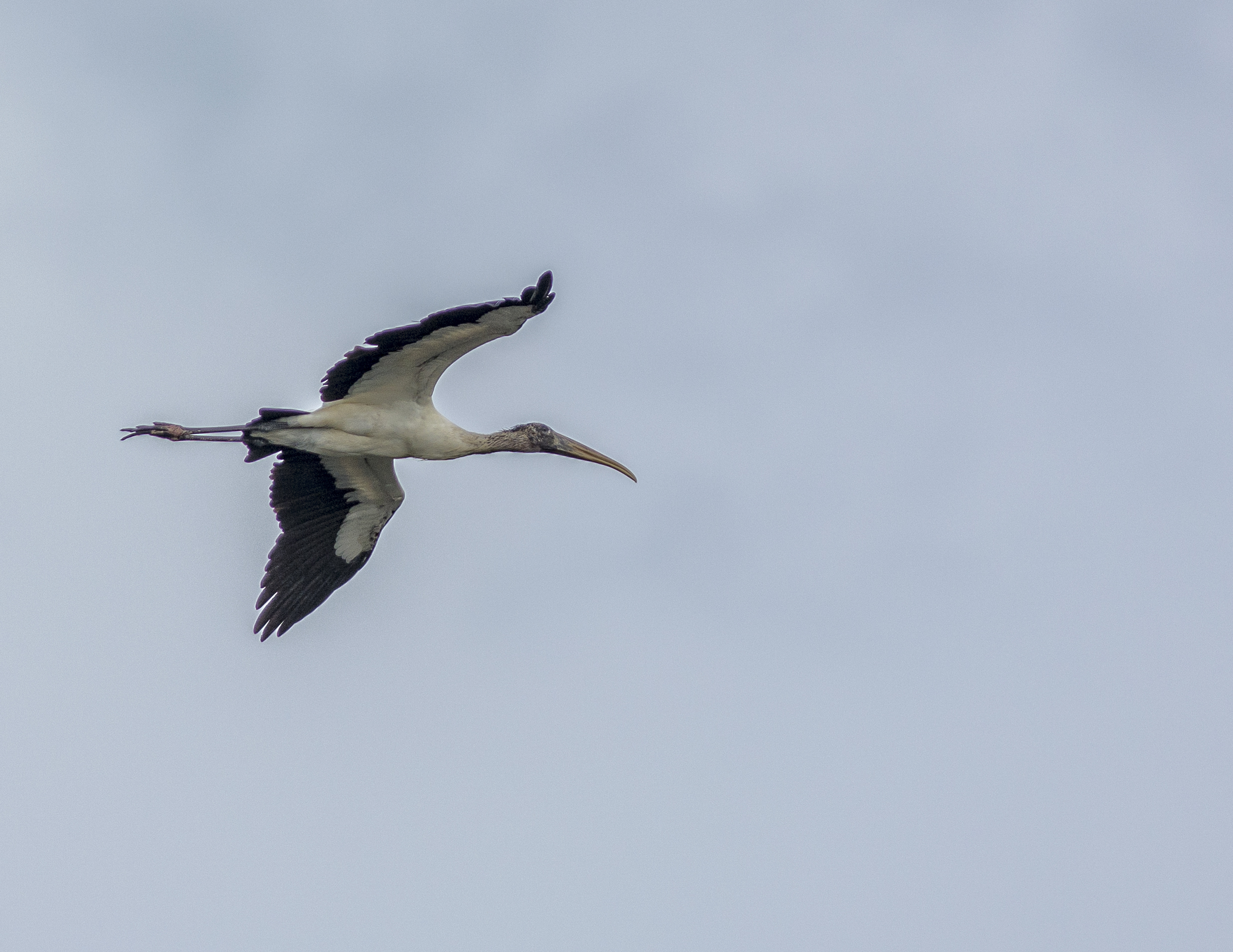 Amerikansk ibisstork