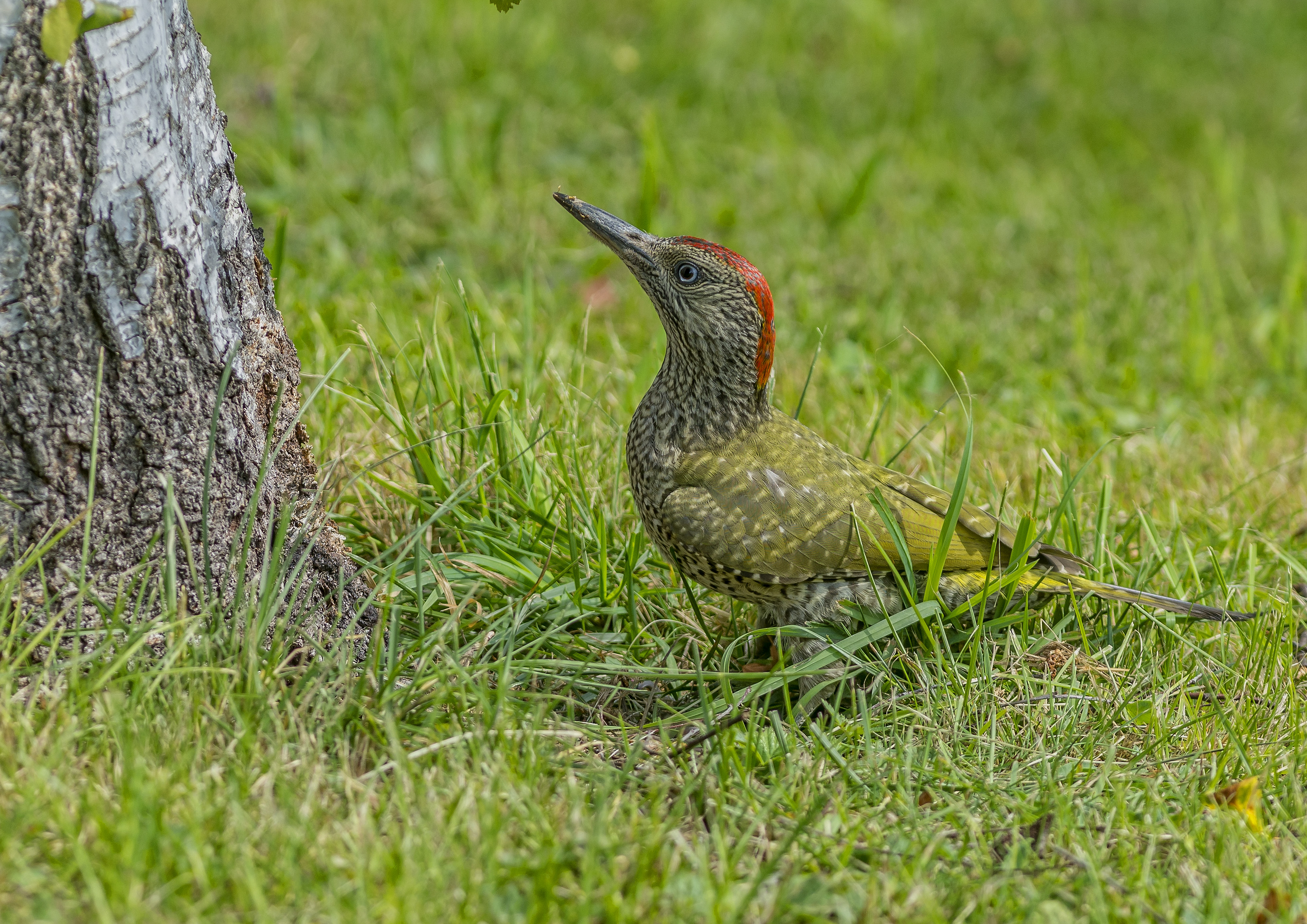 Gröngöling, juvenil