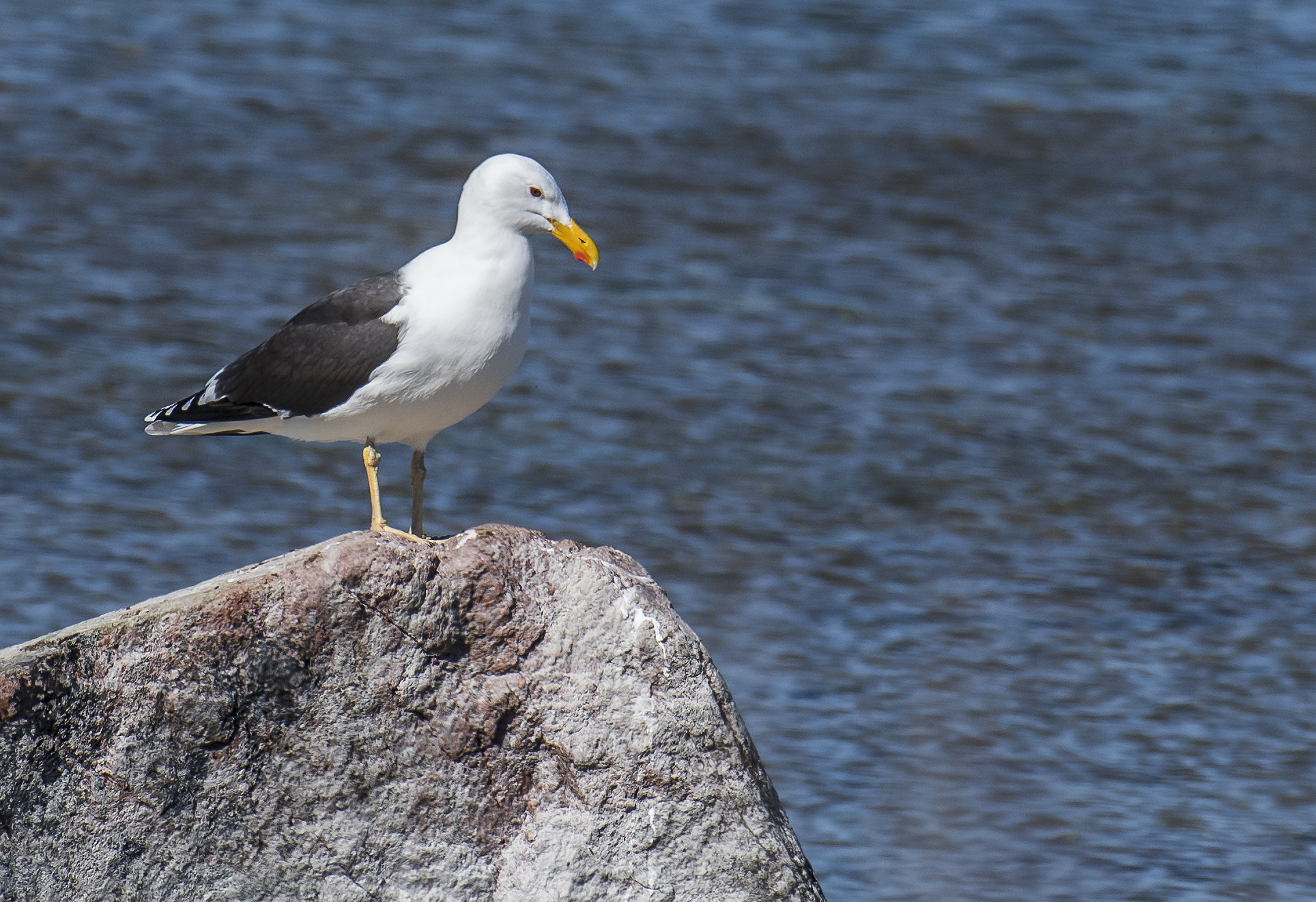 Silltrut, adult