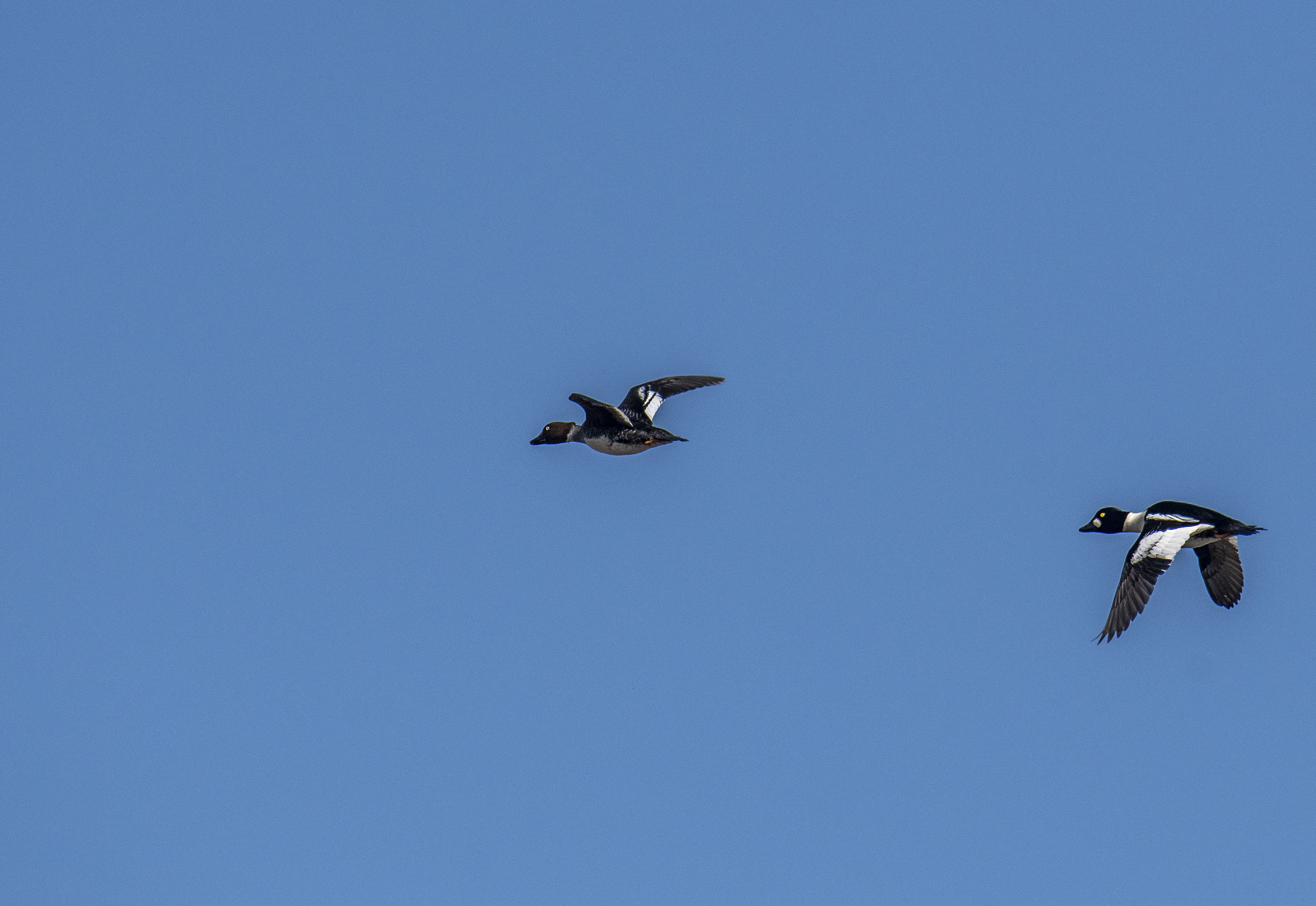Knipa/Common Goldeneye
