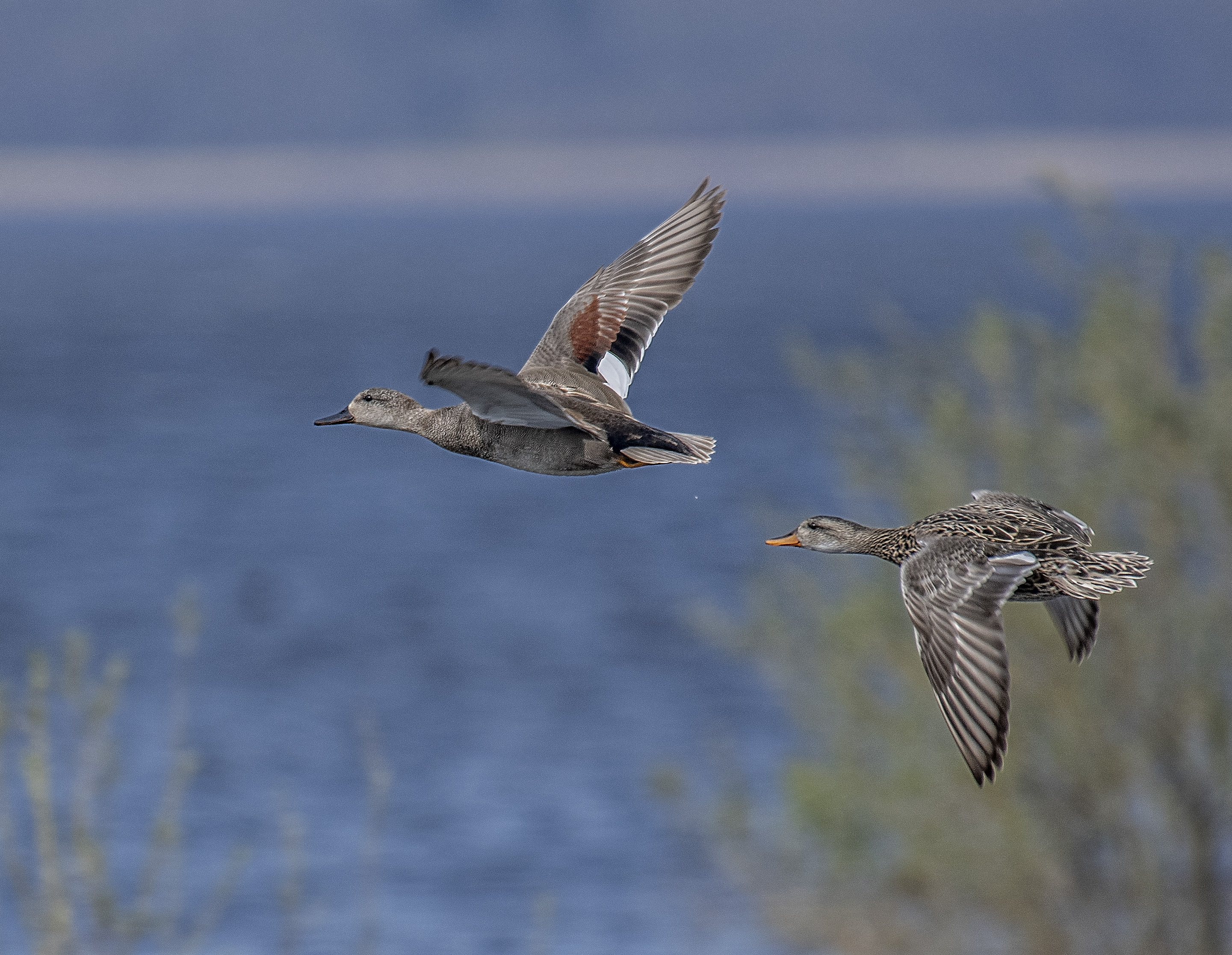Snatterand/Gadwall