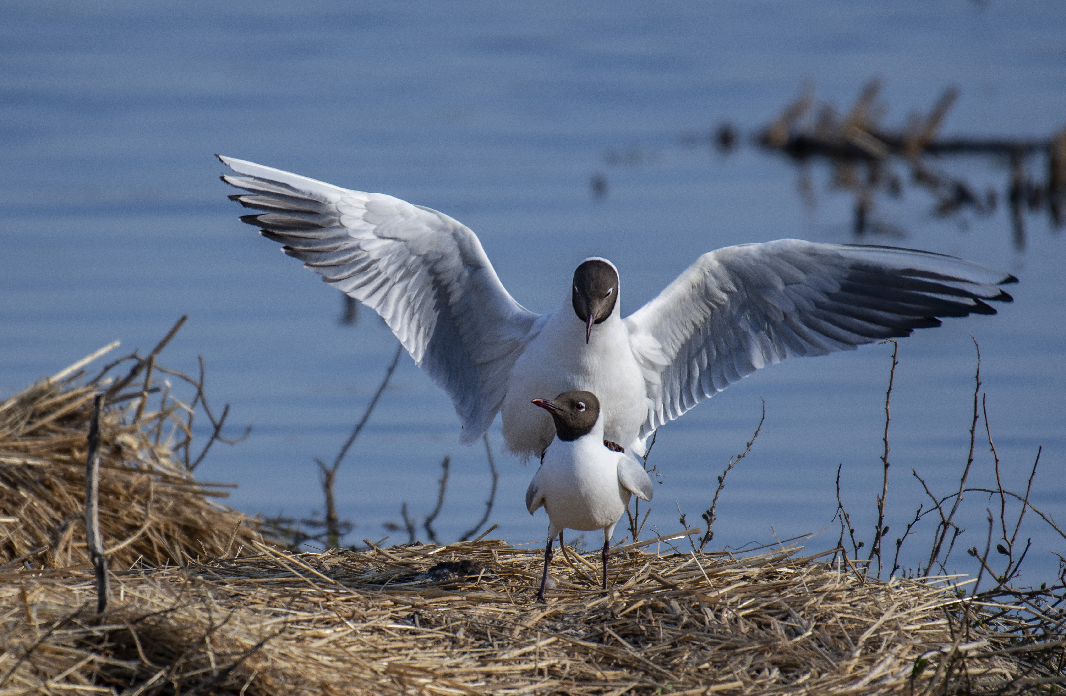 Skrattmås/Black-headed Gull
