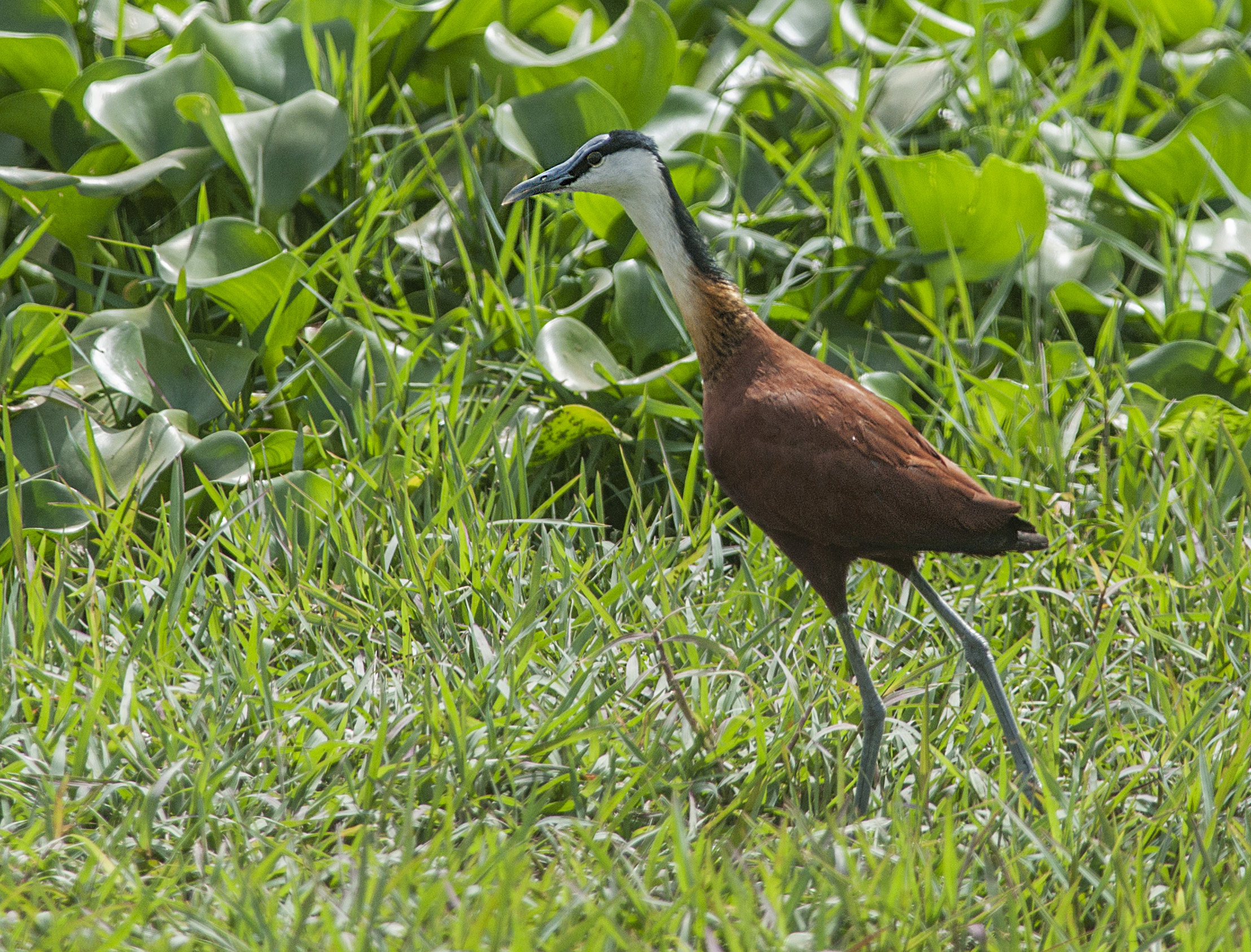 Afrikansk jacana