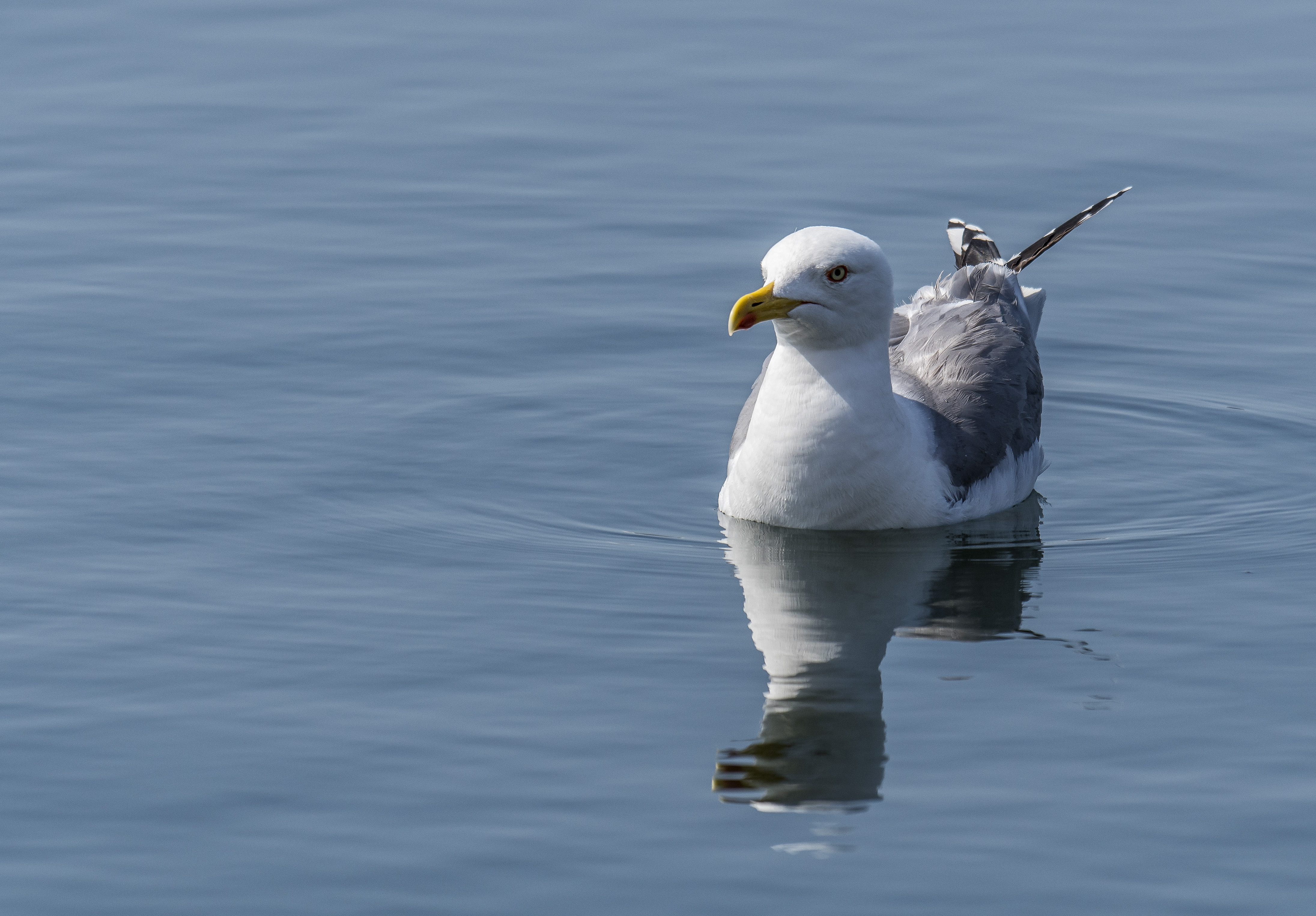 Medelhavstrut, adult