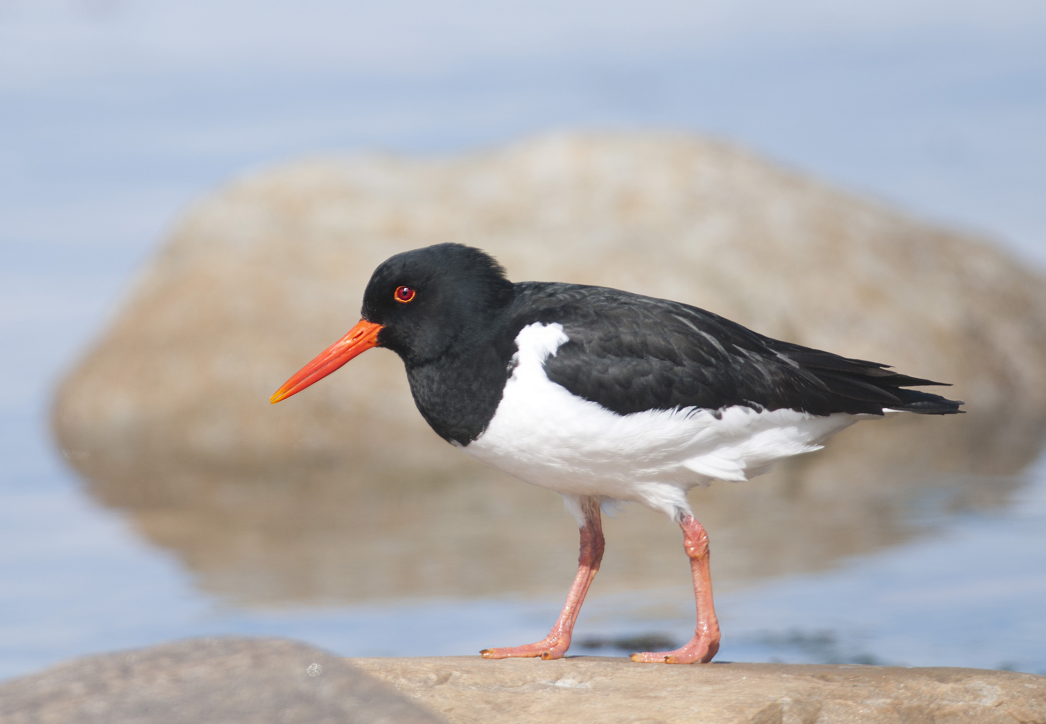 Strandskata