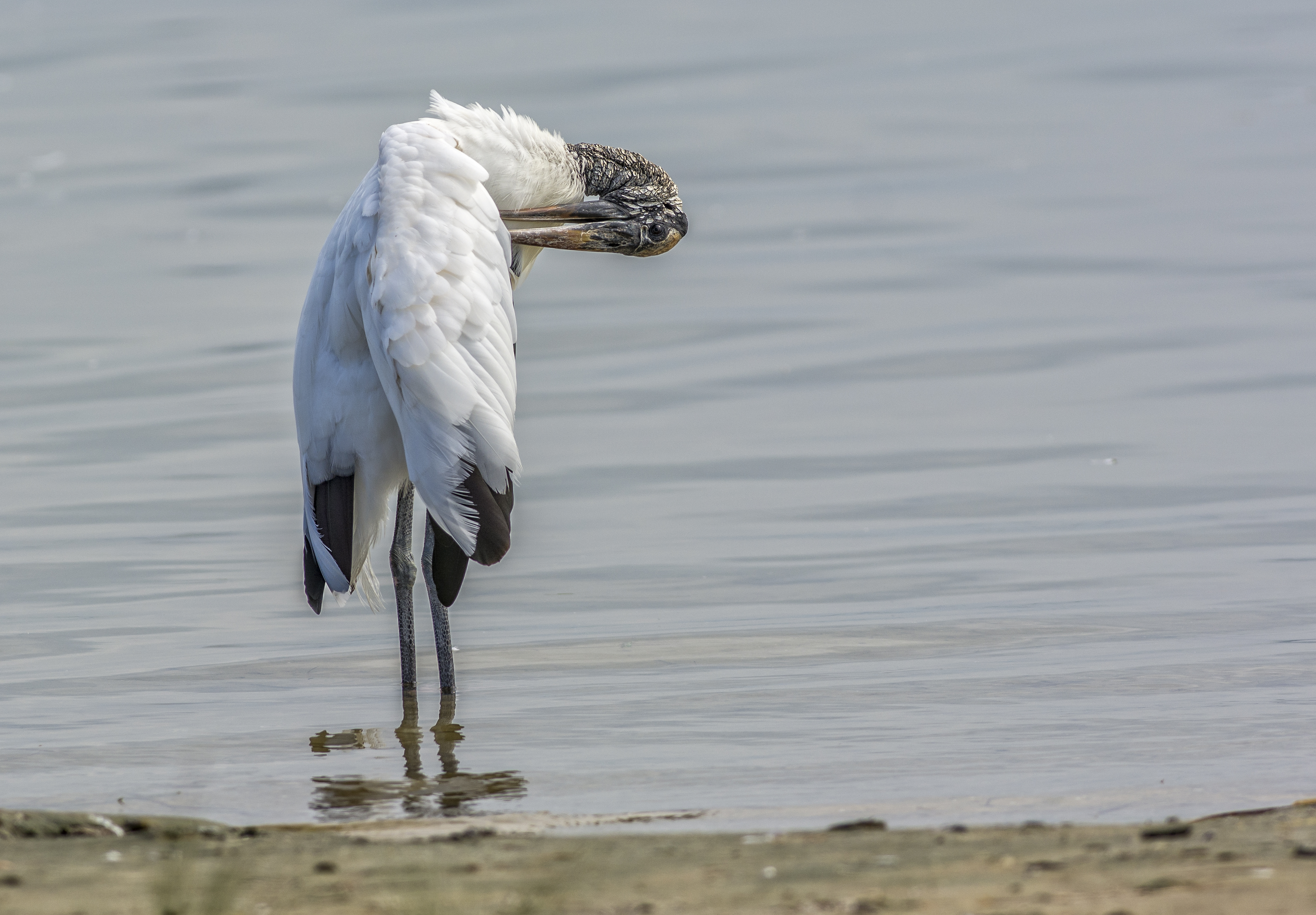 Amerikansk ibisstork