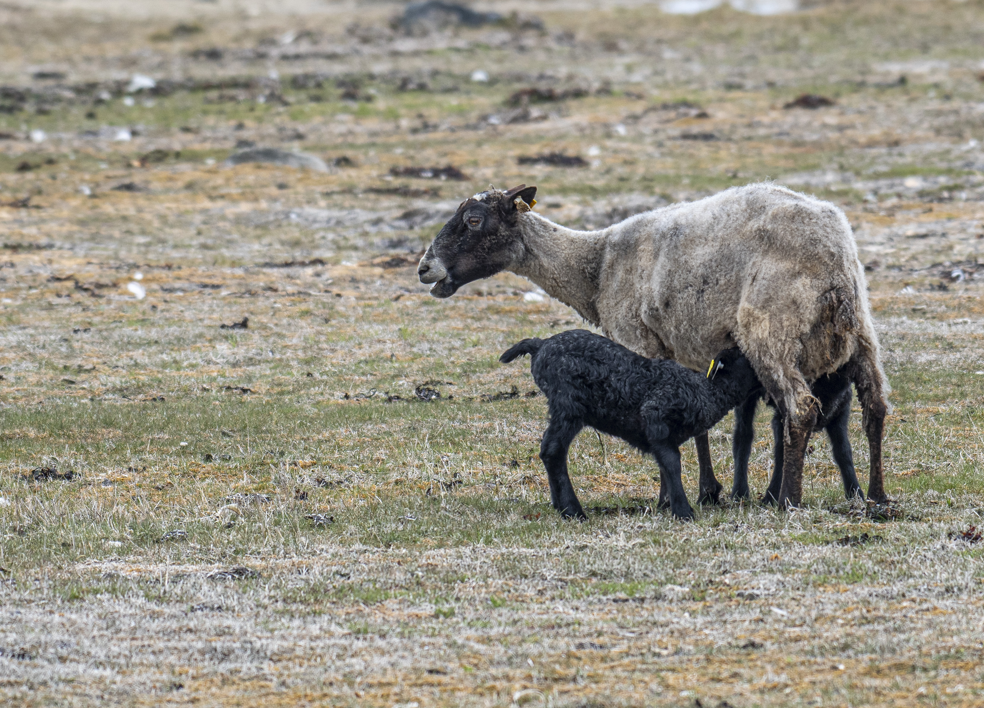 Lamm och lammunge