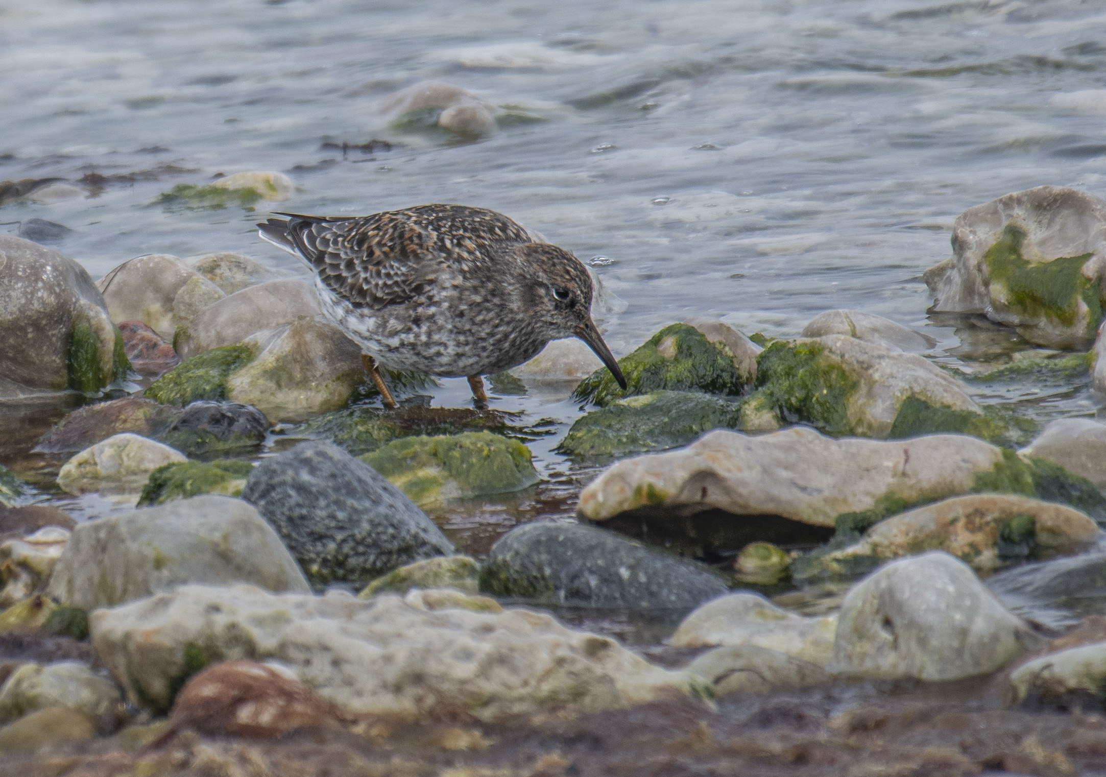 Skärsnäppa/Purple Sandpiper