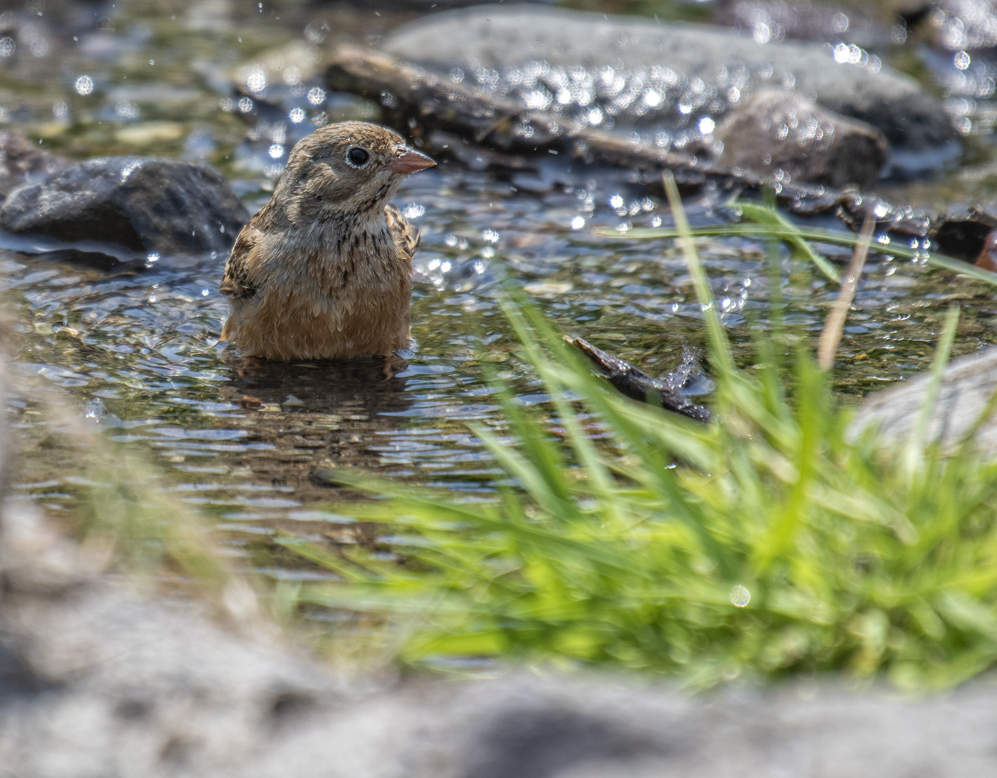 Ortolansparv