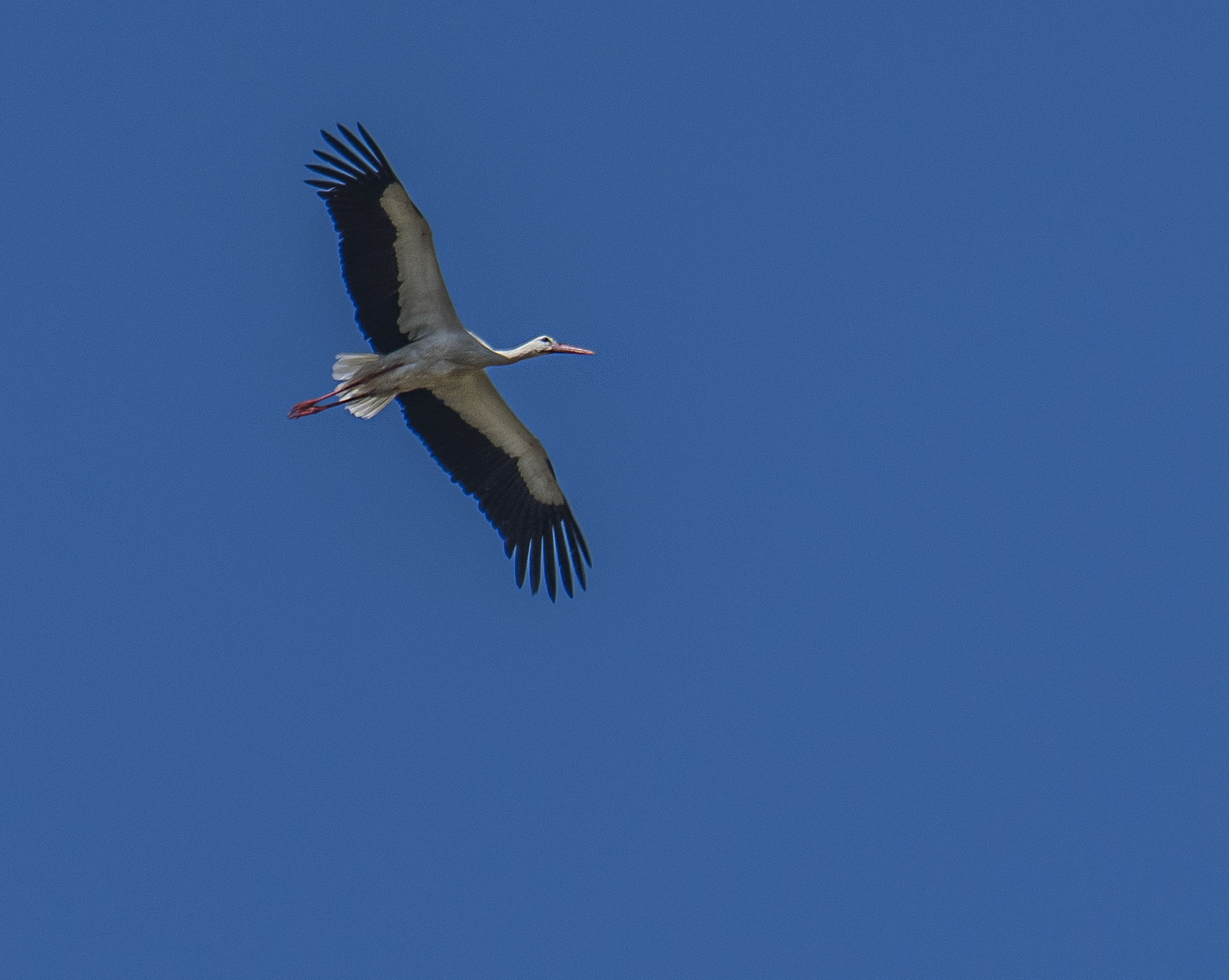 Vit stork