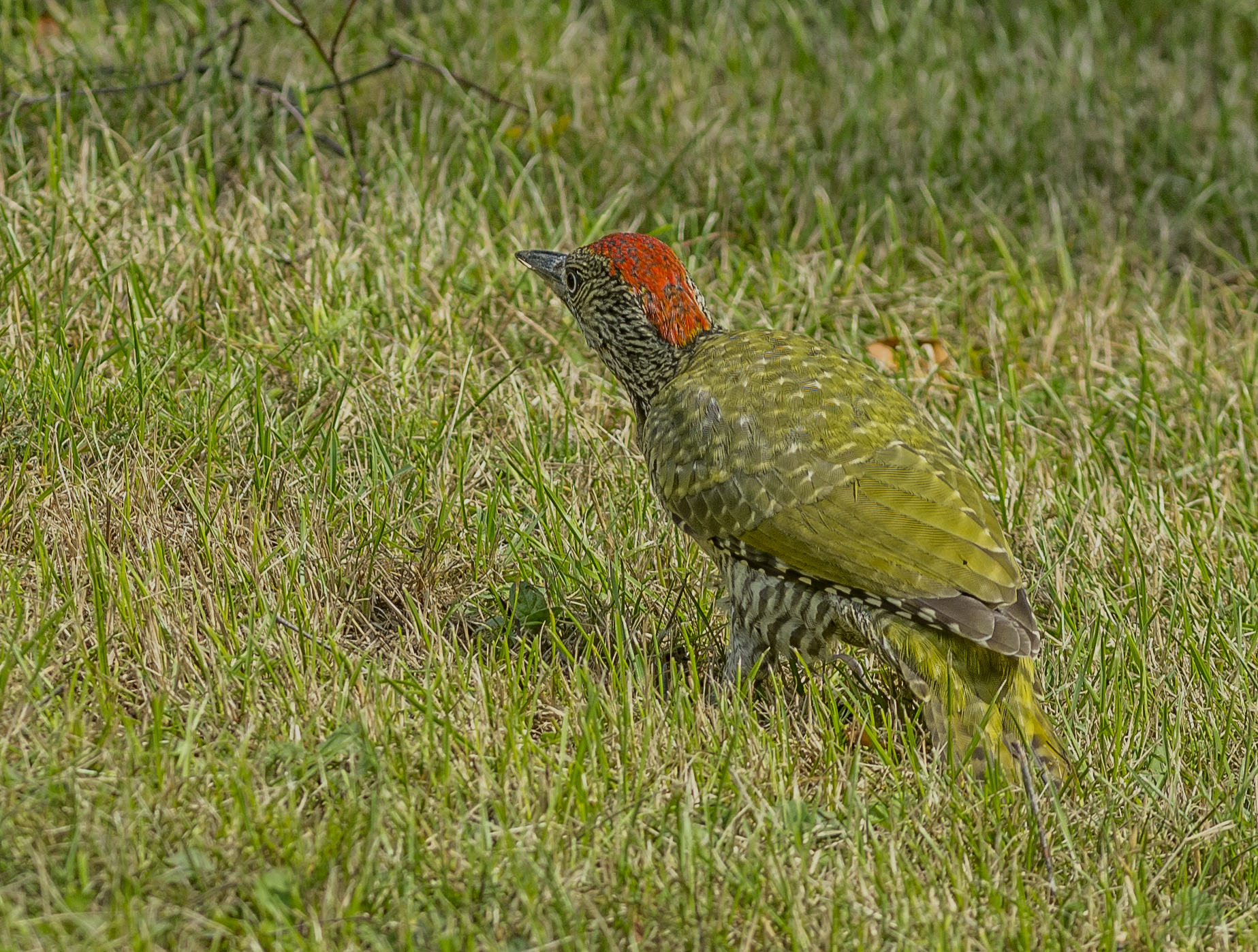 Gröngöling, juvenil