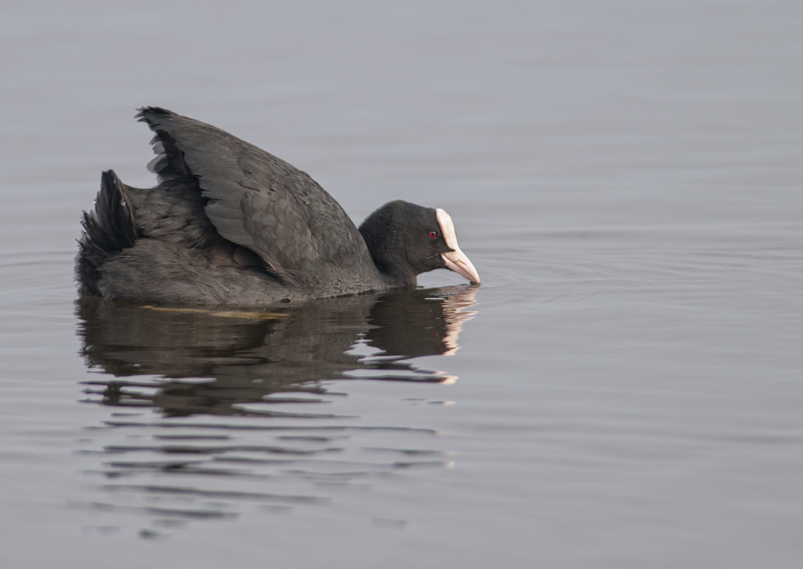 Sothöna, adult