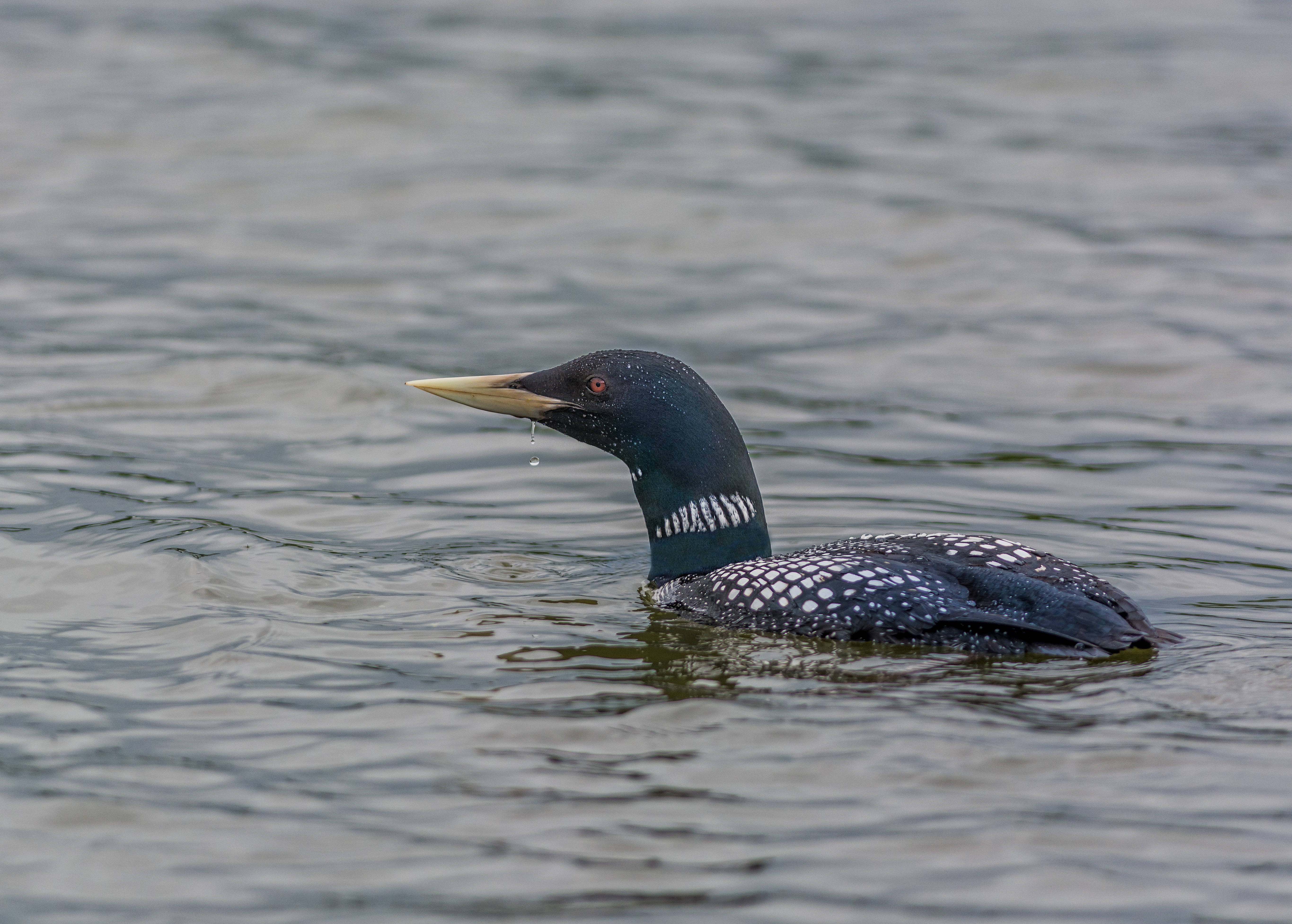 Vitnäbbad islom, adult